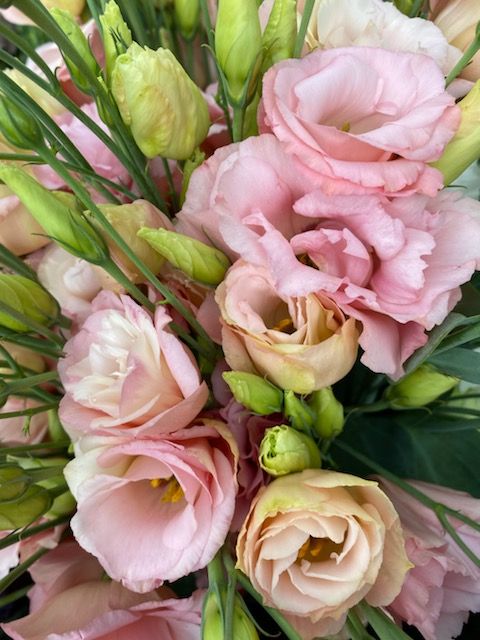 EUSTOMA grandiflorum Arena