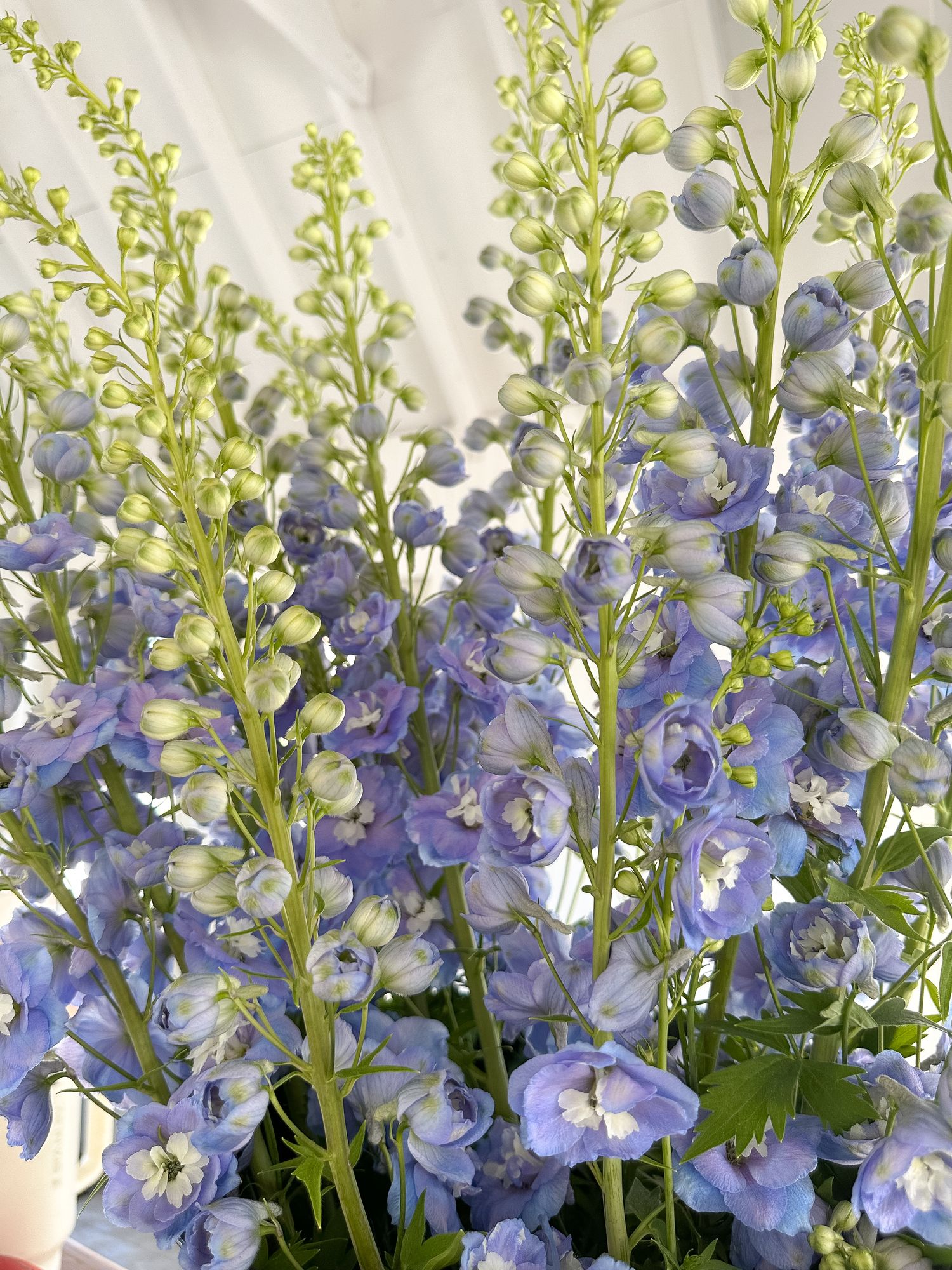 DELPHINIUM x elatum Aurora