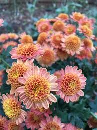CHRYSANTHEMUM x rubellum Bronze Fleece
