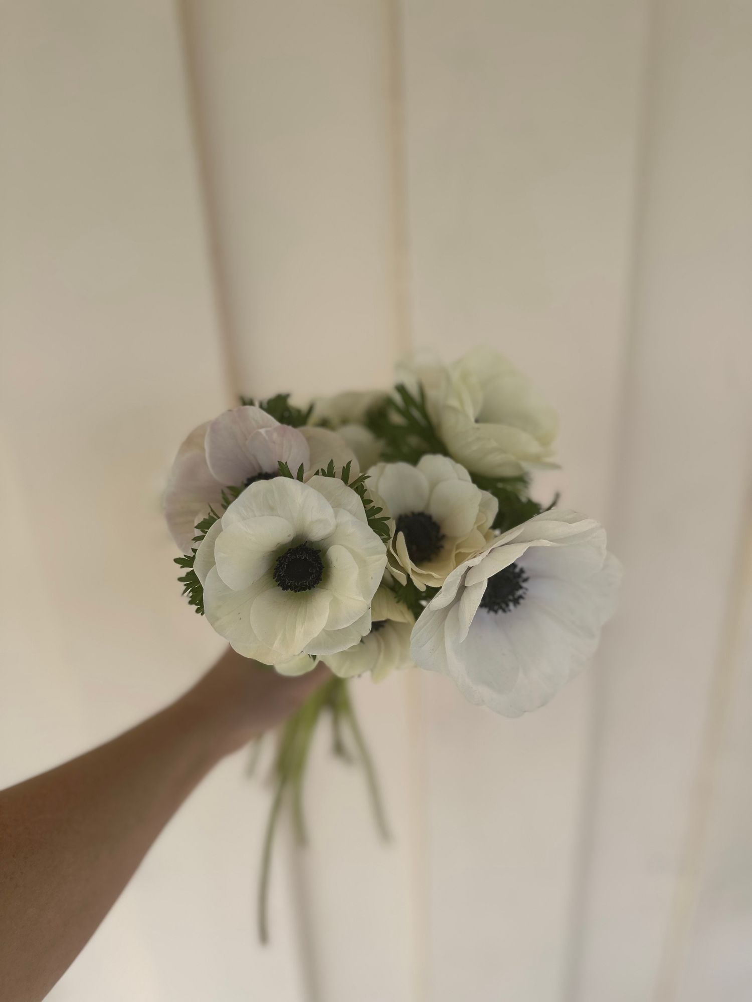 ANEMONE coronaria De Caen White