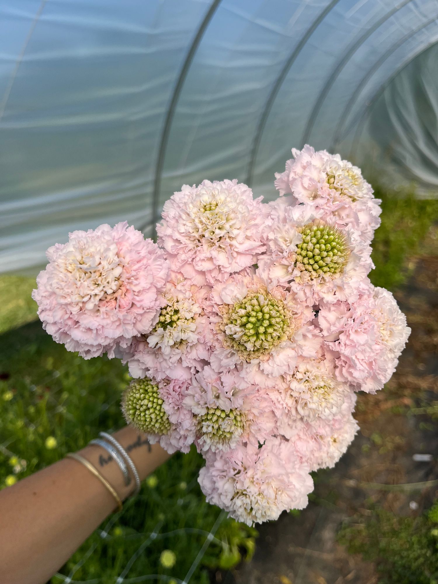SCABIOSA atropurpurea x caucasica Focal Scoop