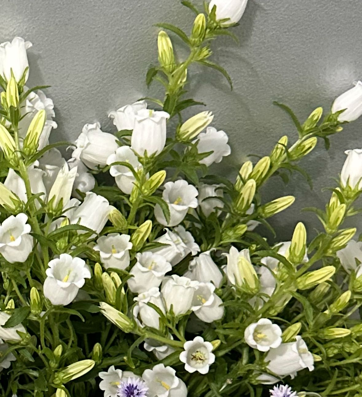CAMPANULA medium