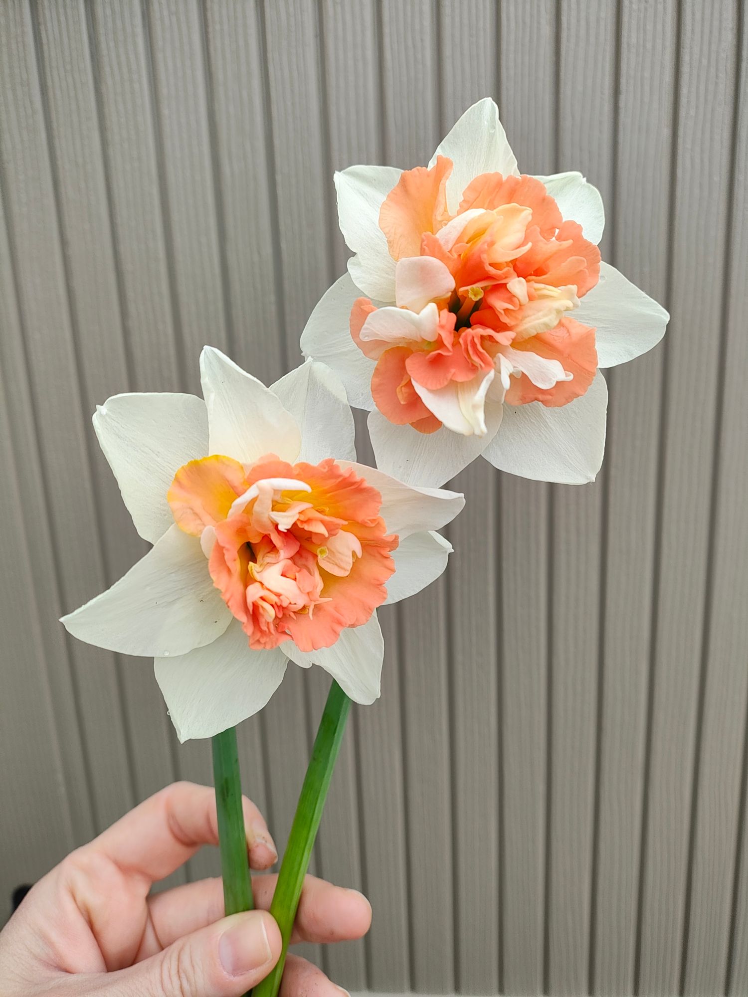 NARCISSUS Candy Princess