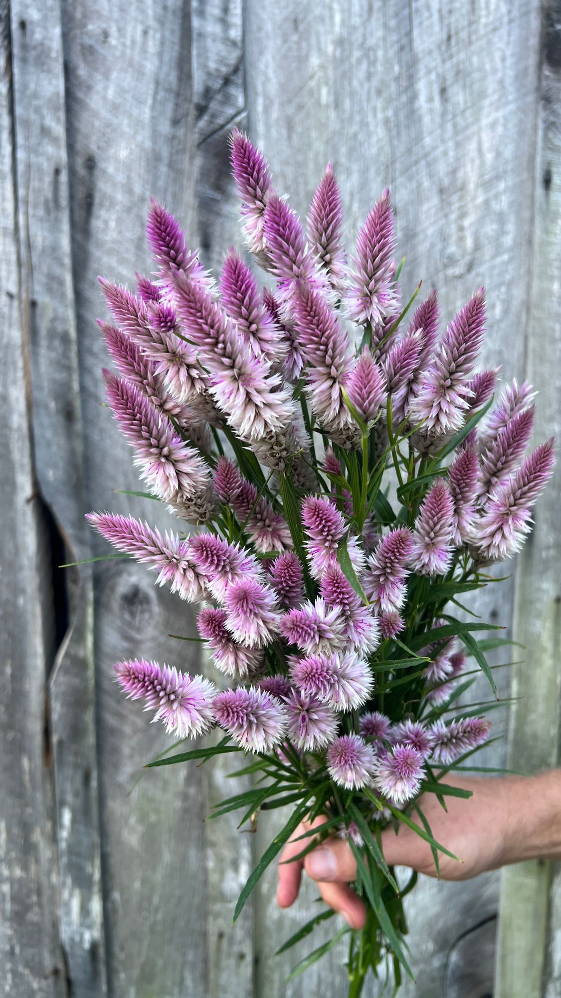 CELOSIA argentea spicata Flamingo Feather