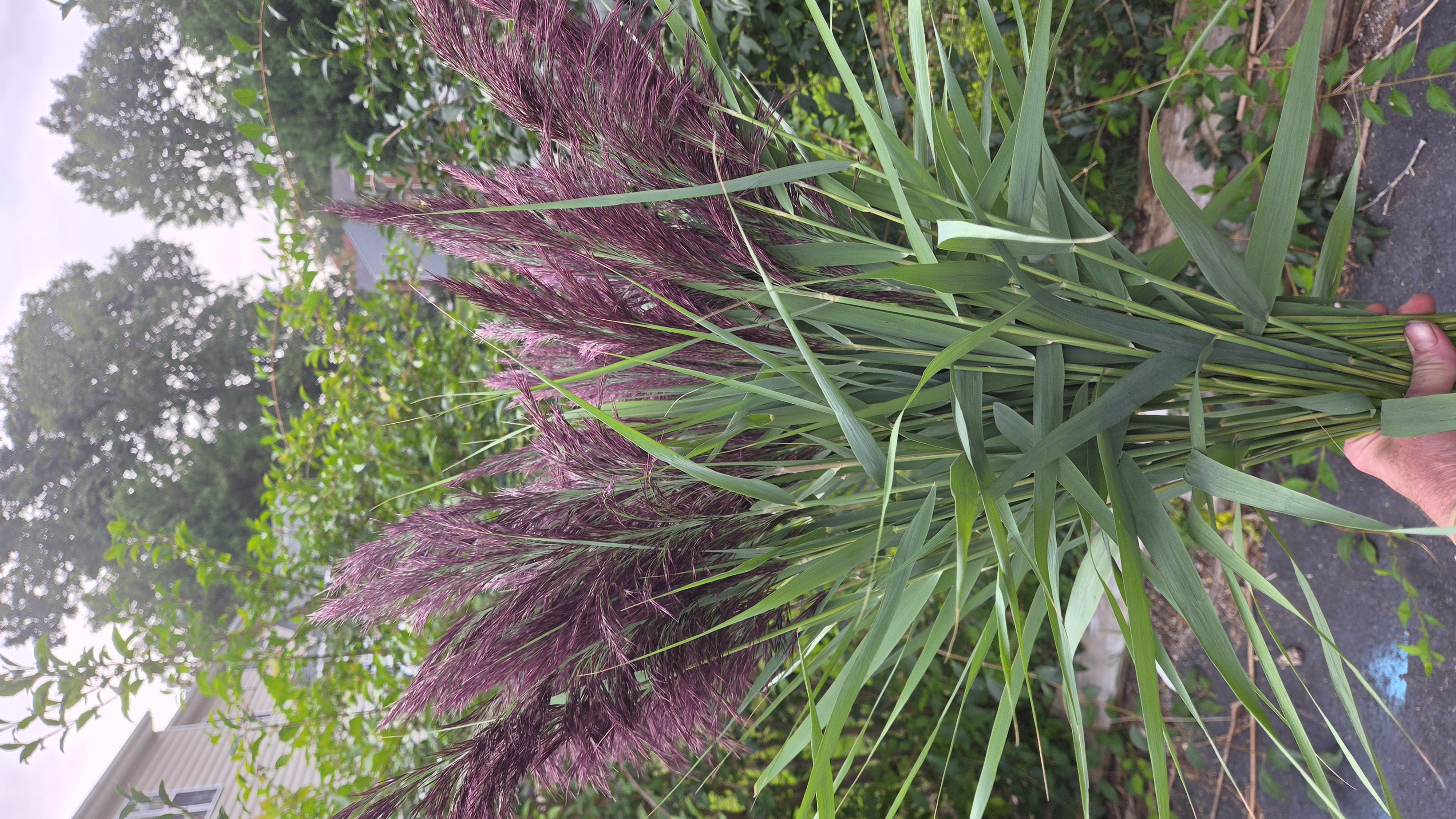 PHRAGMITES australis