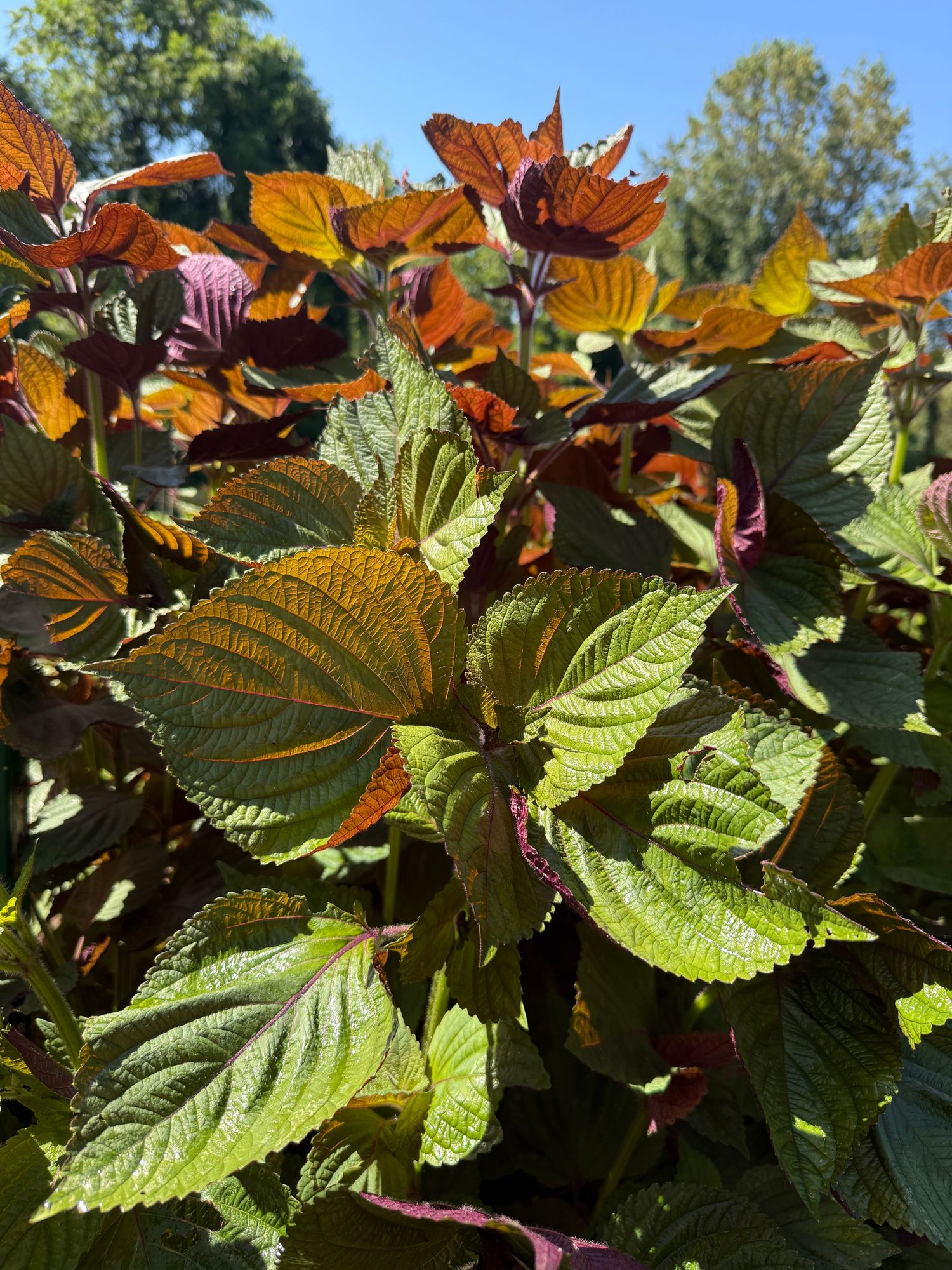 PERILLA frutescens Britton