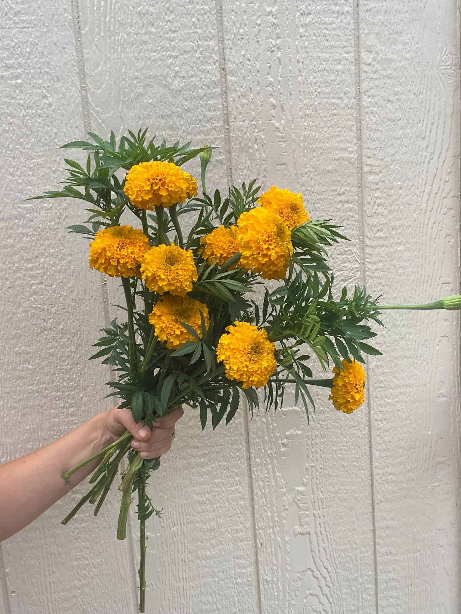 TAGETES erecta