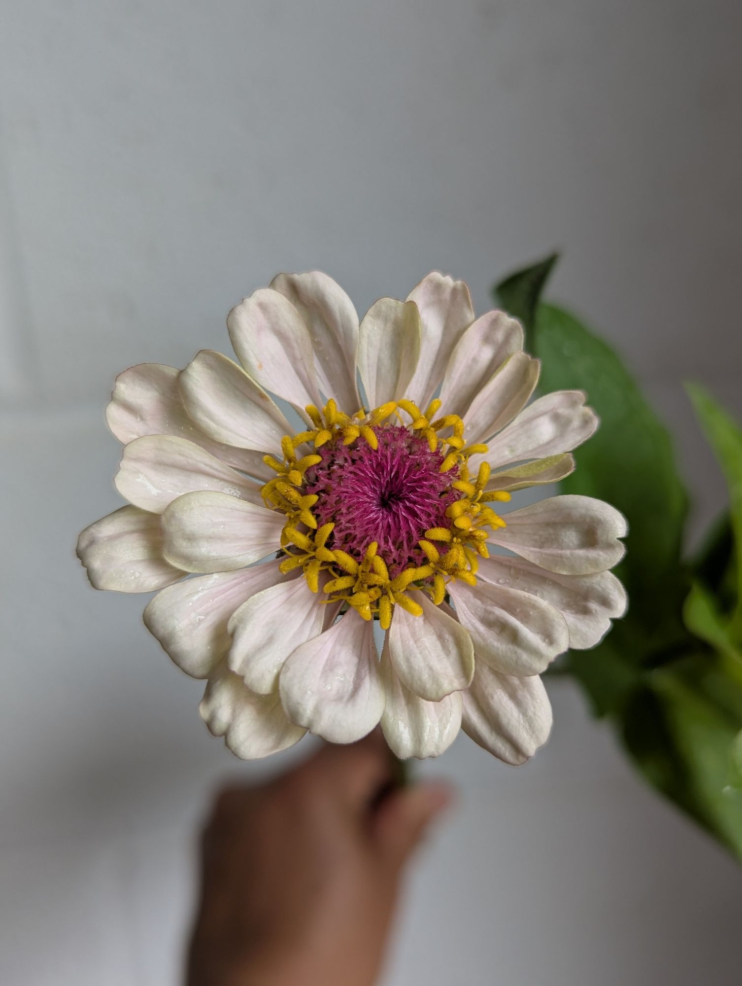 ZINNIA elegans Victorian Wedding