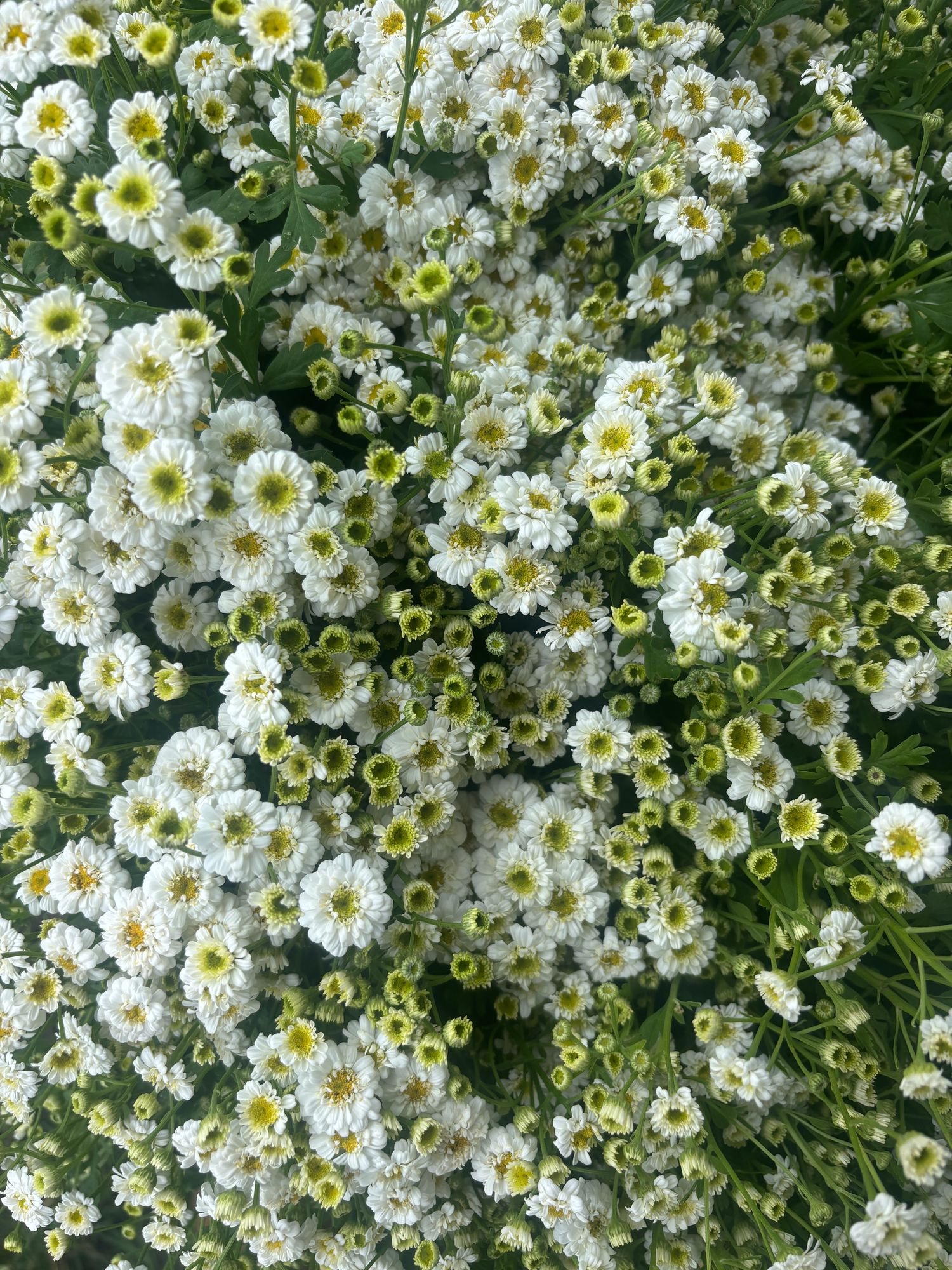 TANACETUM parthenium Tetra