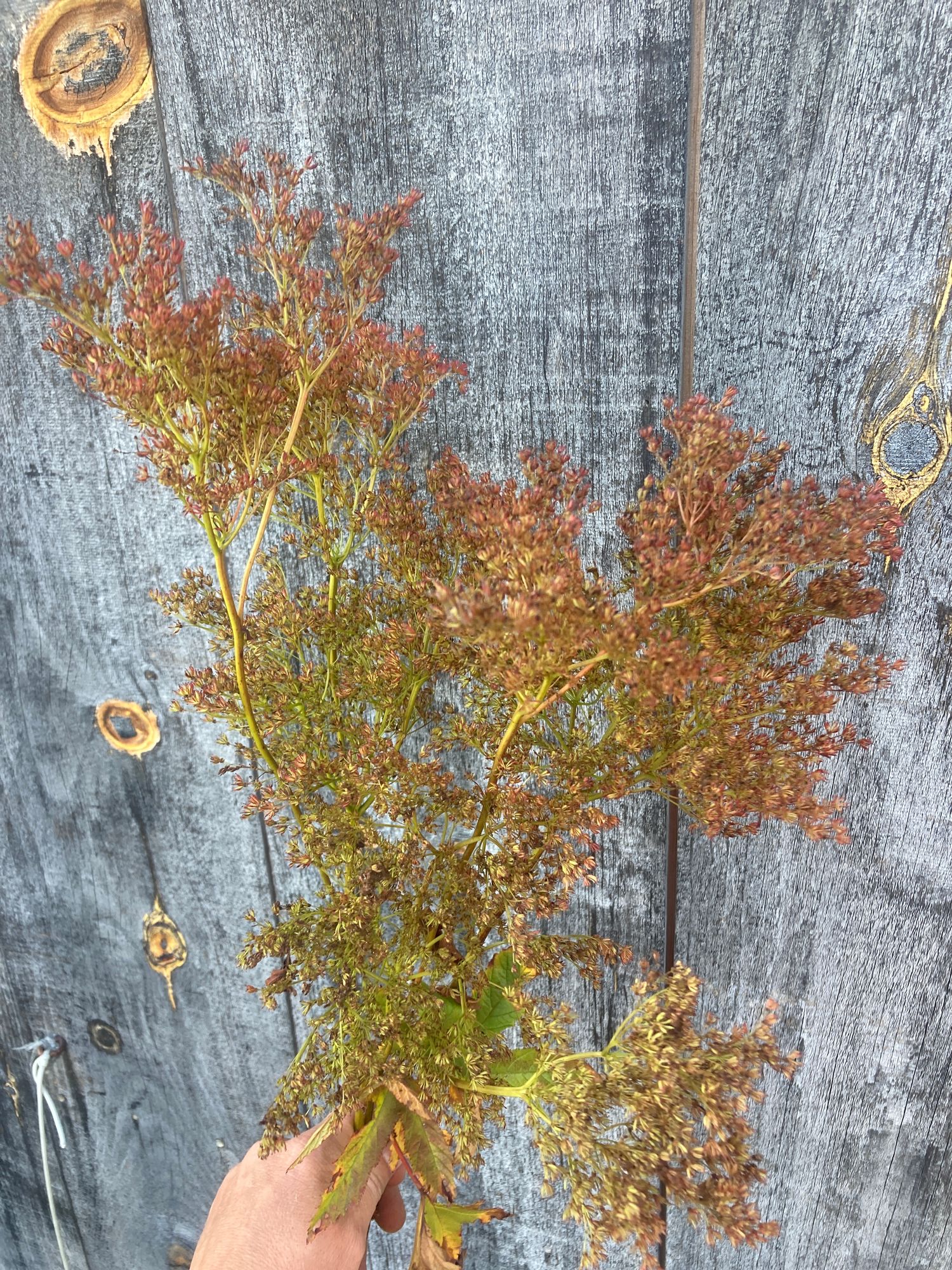 FILIPENDULA rubra