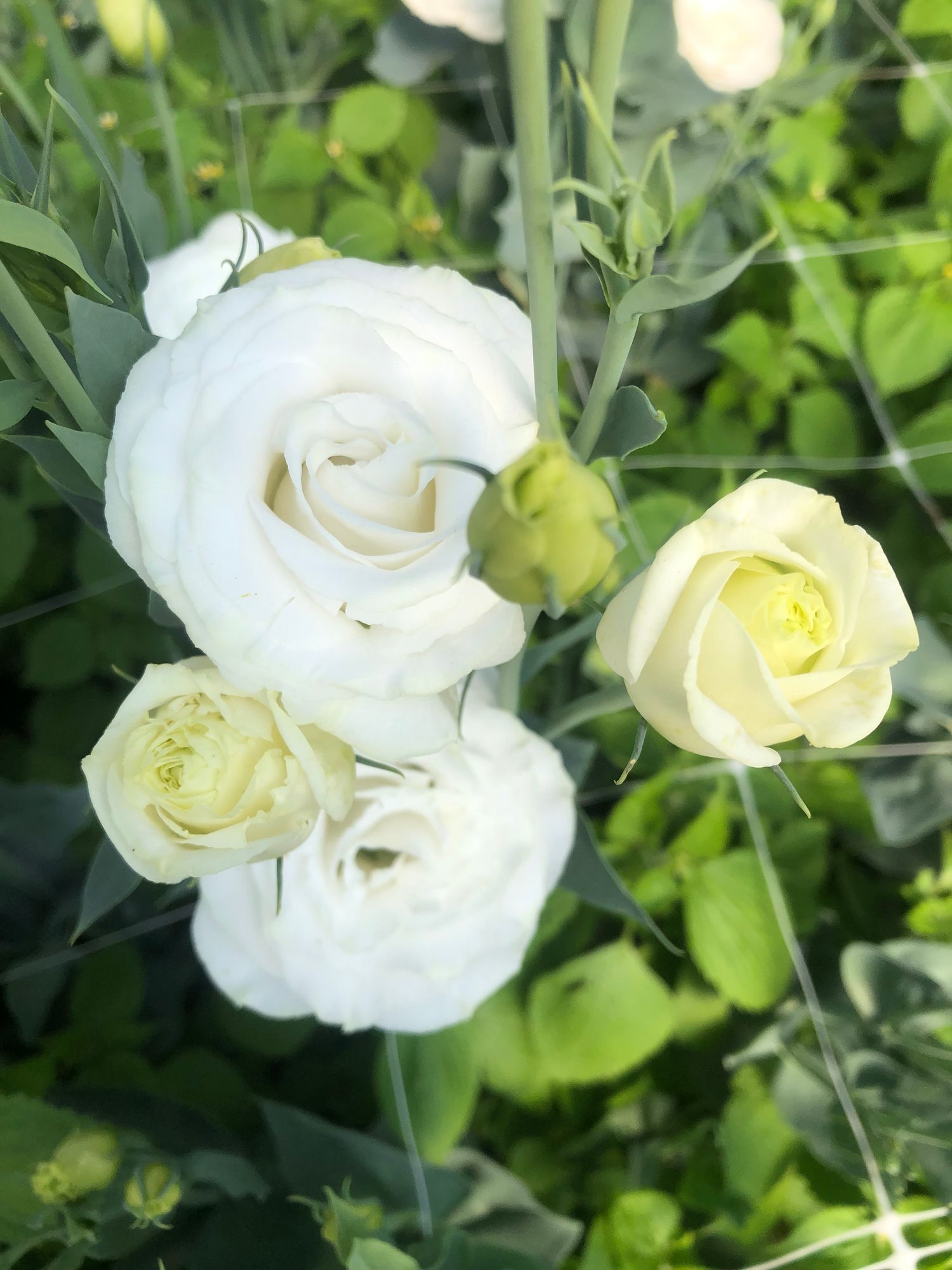 EUSTOMA grandiflorum Croma 1