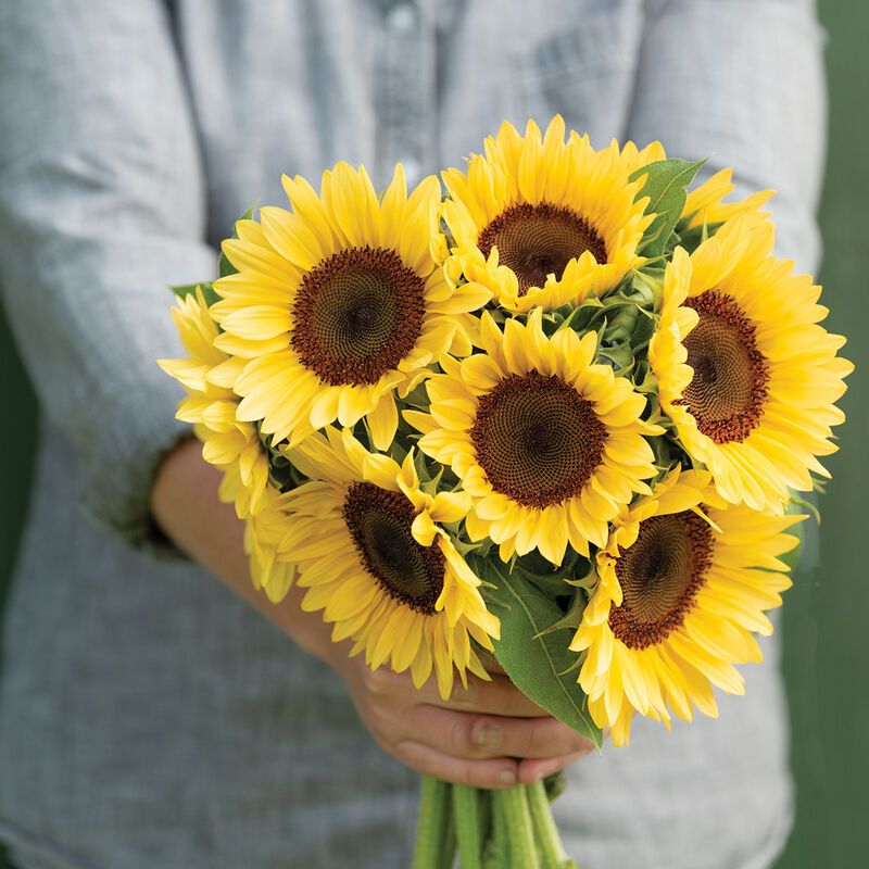 HELIANTHUS annuus ProCut Peach