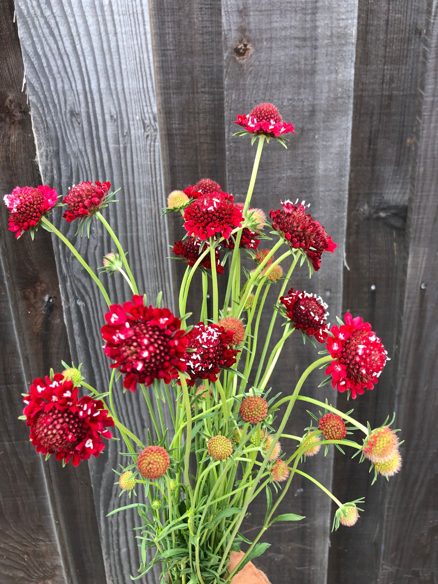 SCABIOSA atropurpurea Fire King