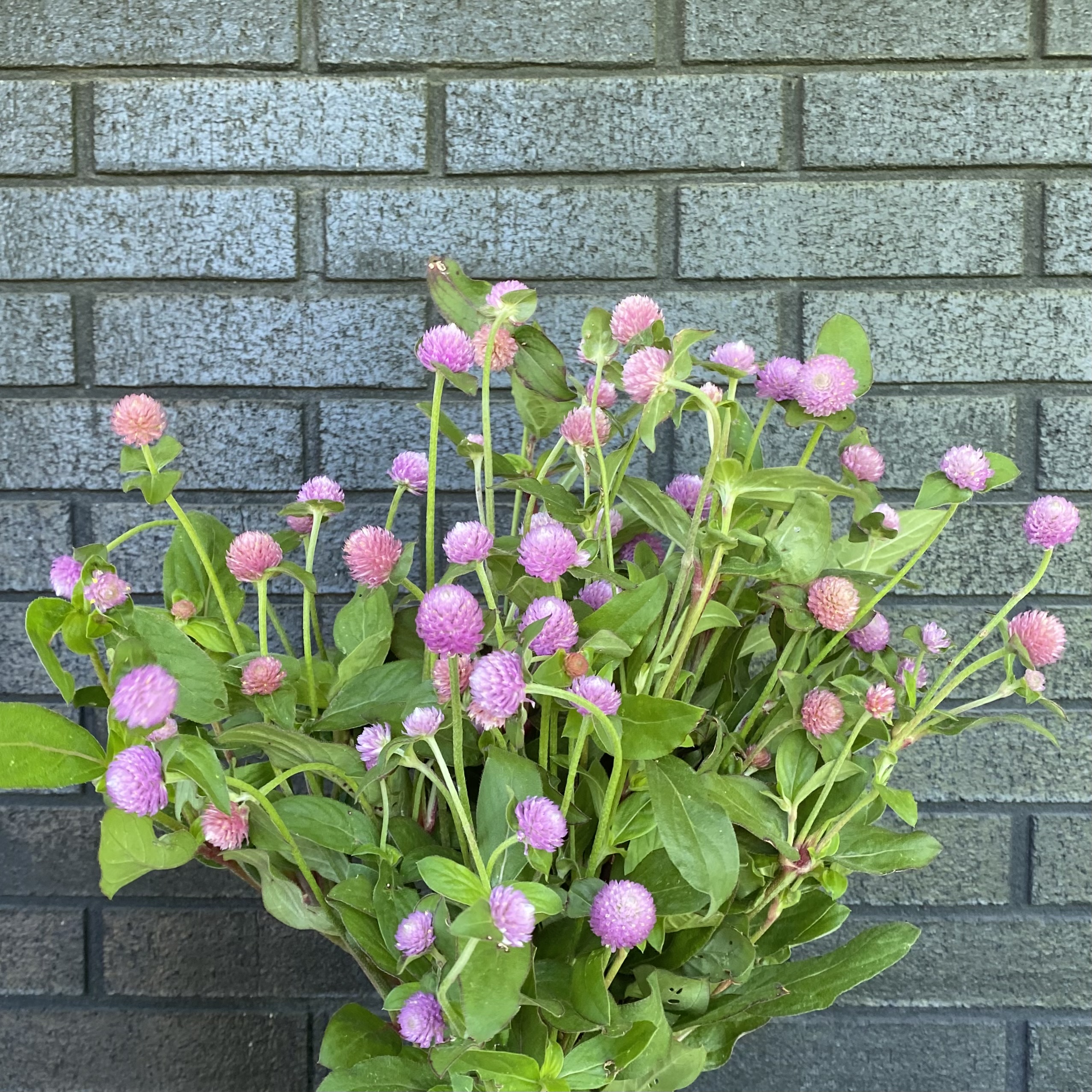 GOMPHRENA haageana QIS Pink
