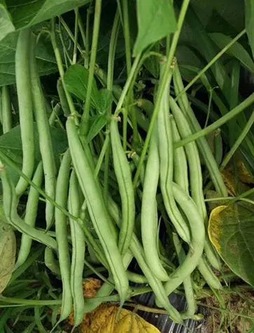 Nepali green bean
