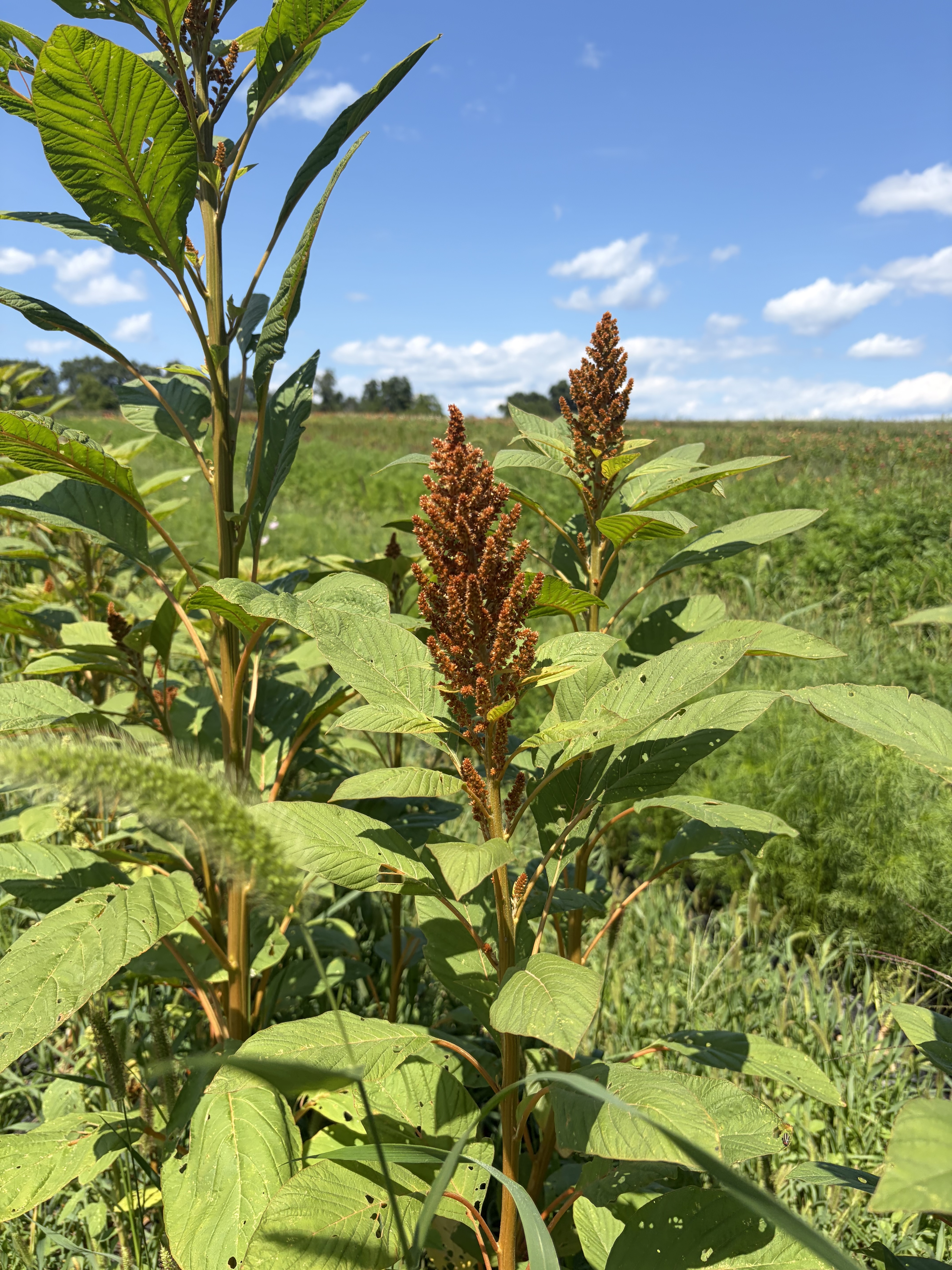 AMARANTHUS cruentus Hot Biscuits