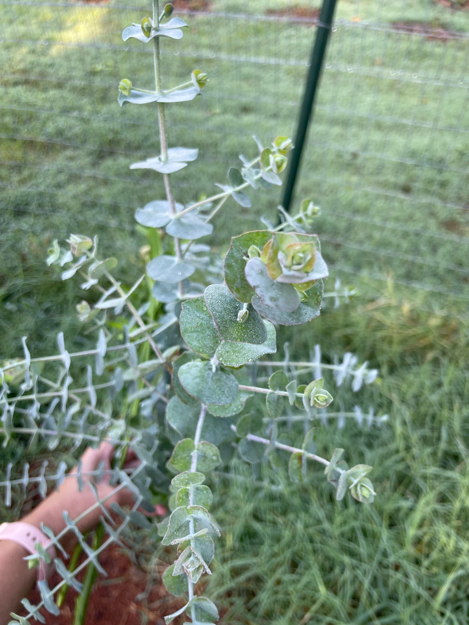 EUCALYPTUS