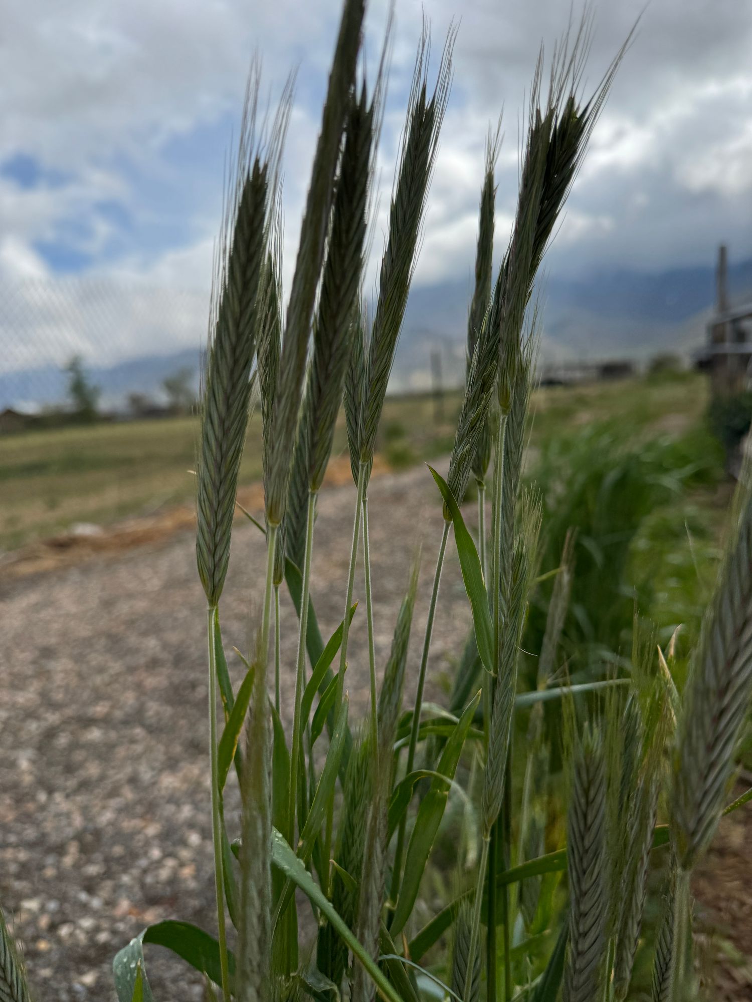 ORNAMENTAL GRASS