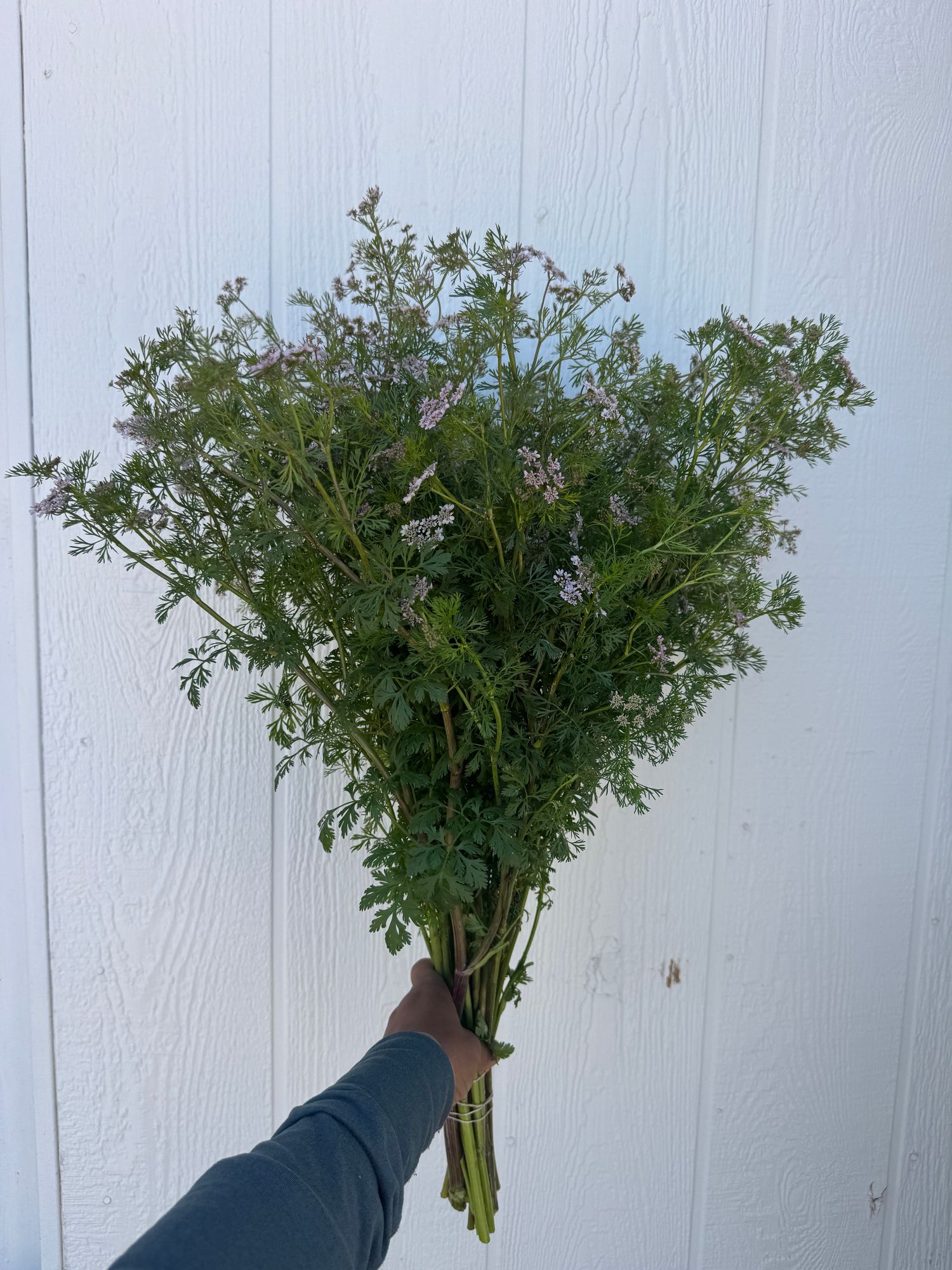 CORIANDRUM sativum