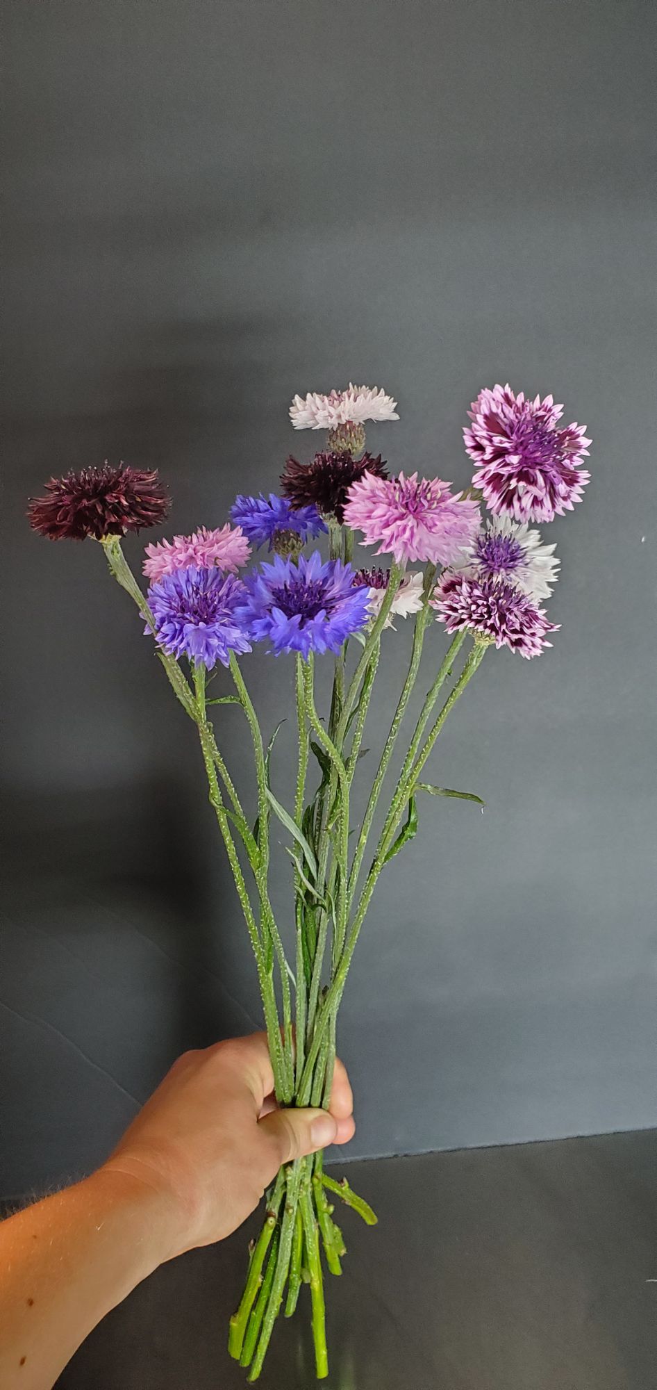 CENTAUREA cyanus Choice Mix