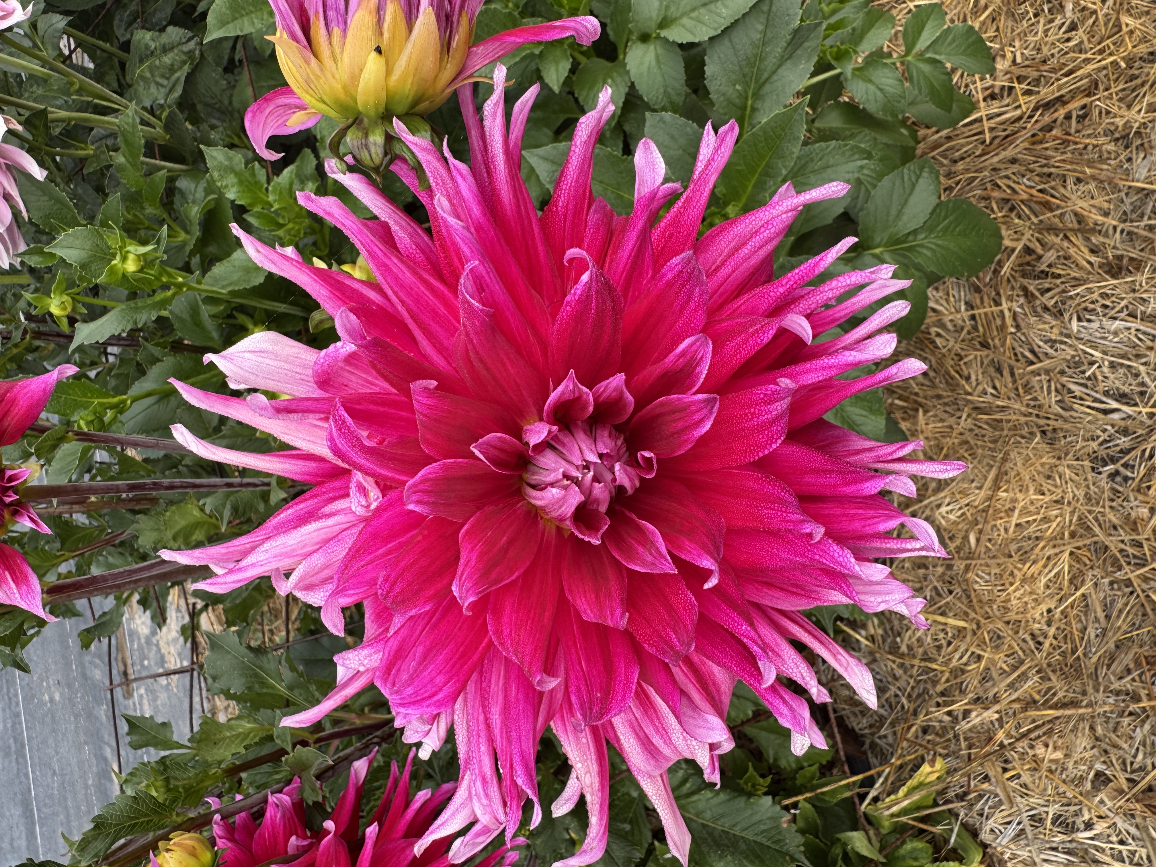DAHLIA Dinner Plate