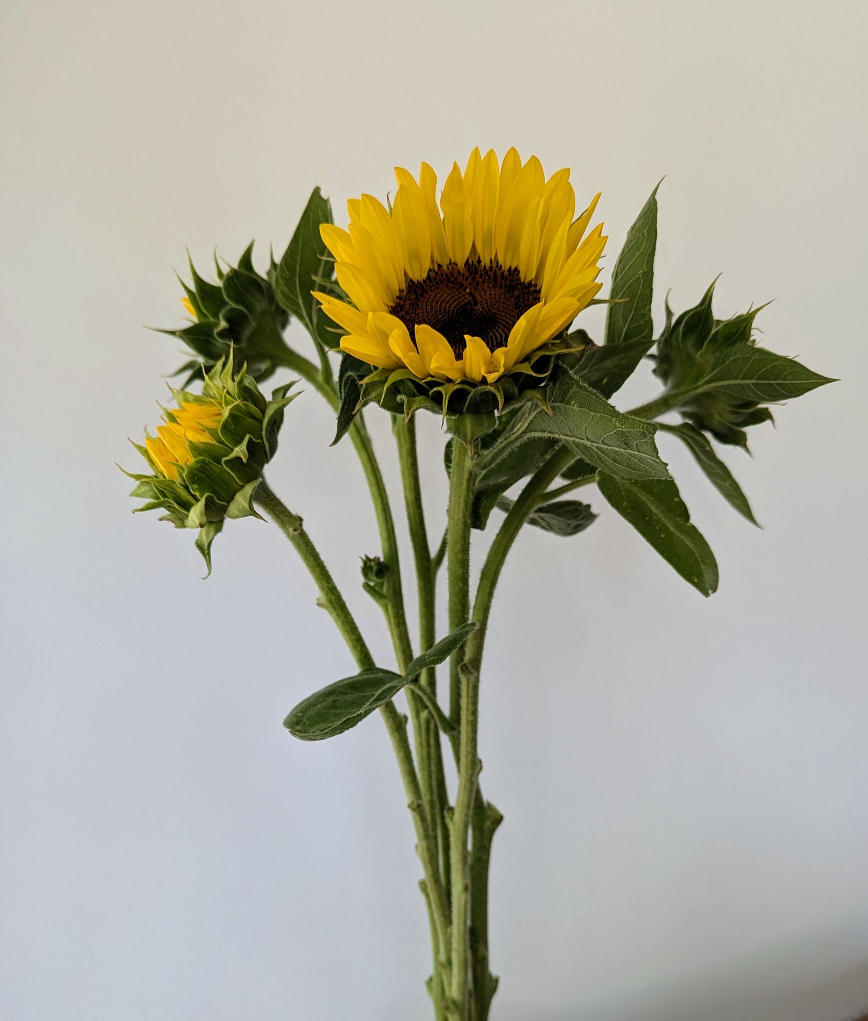 HELIANTHUS annuus ProCut Peach
