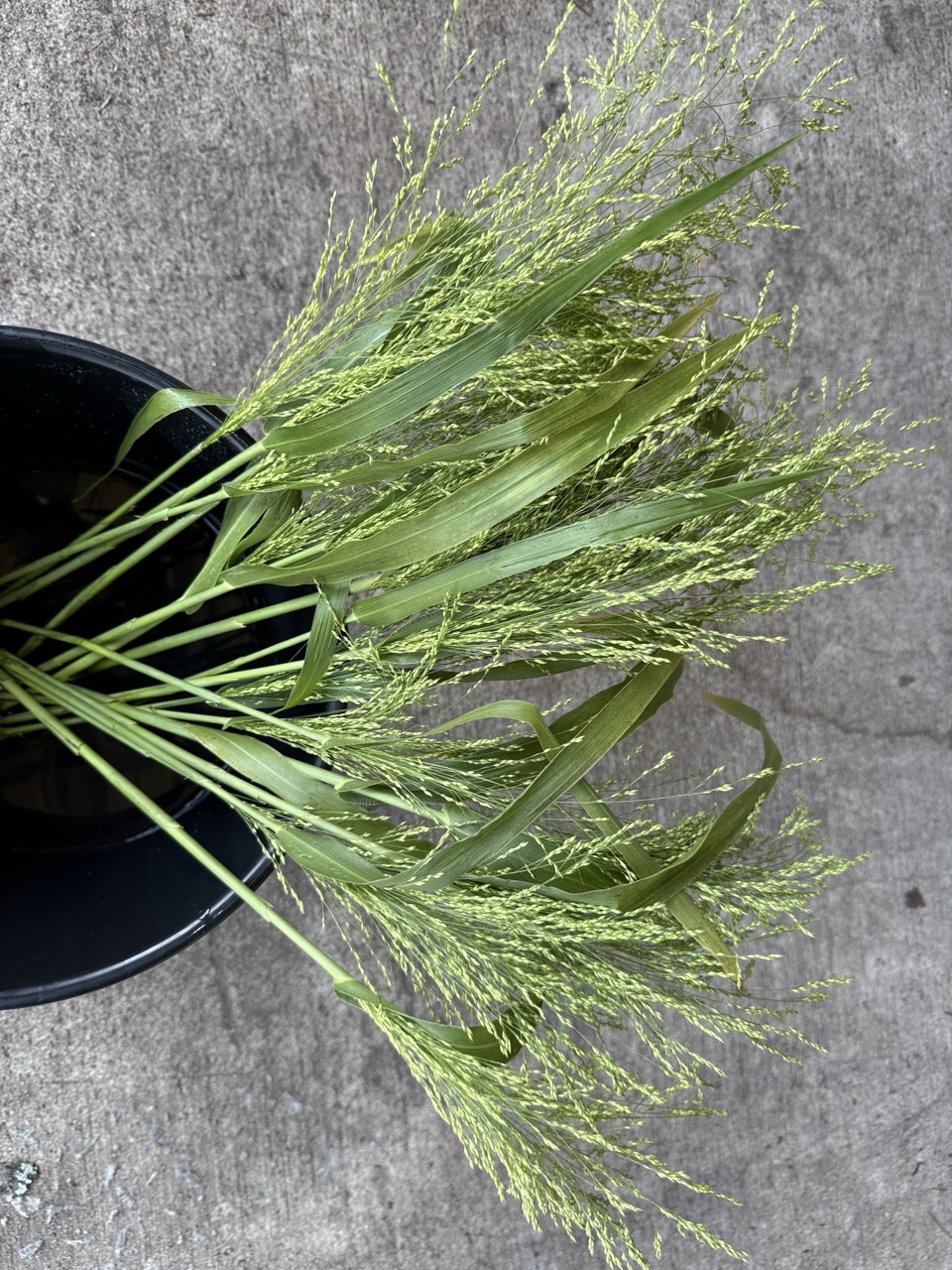 PANICUM sonorum