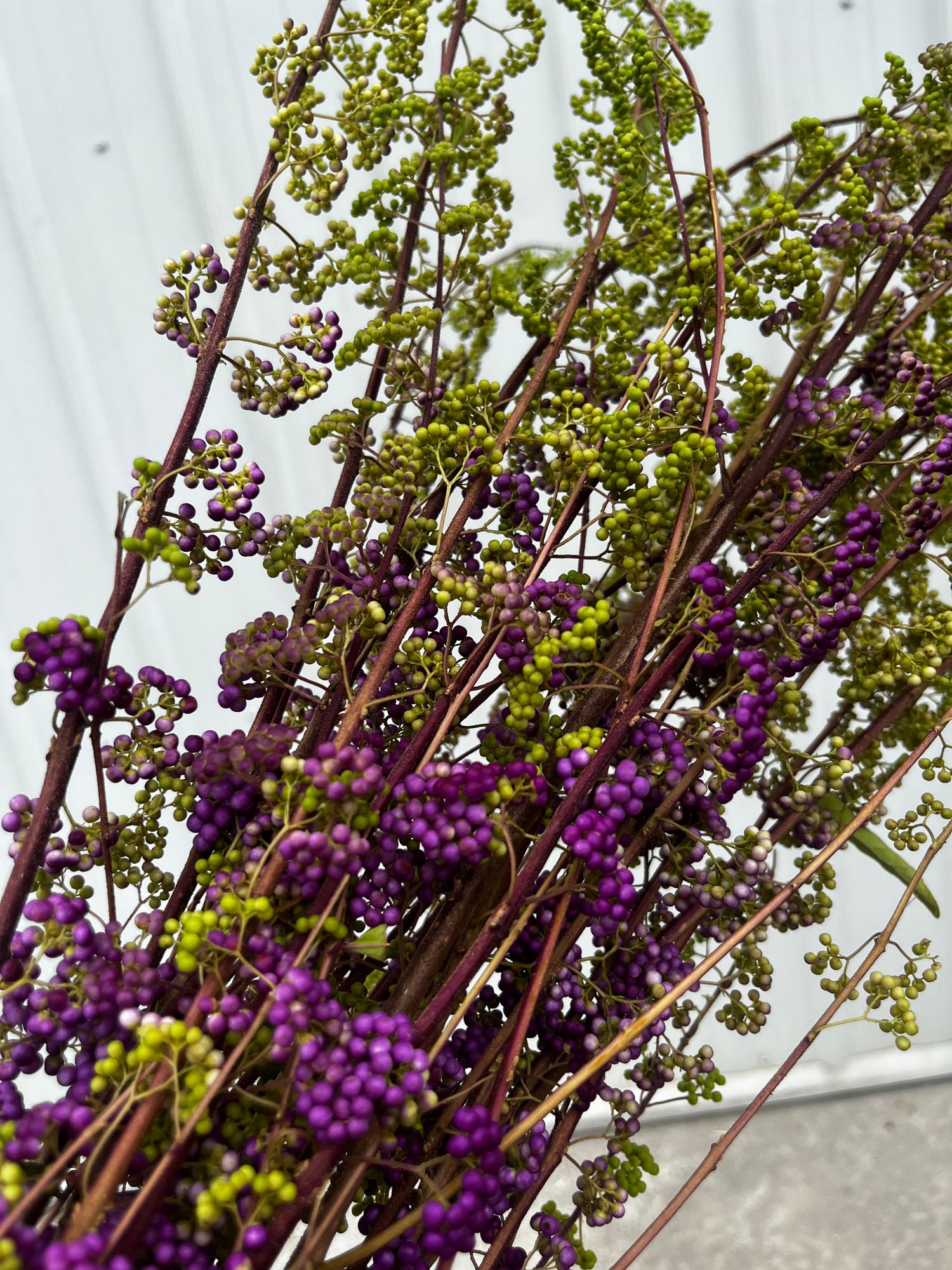 CALLICARPA americana