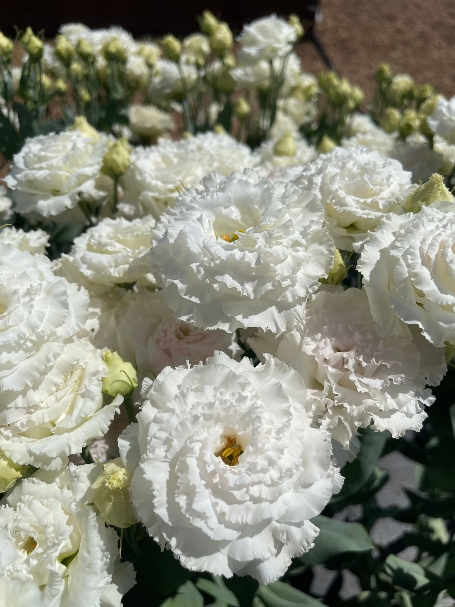 EUSTOMA grandiflorum Voyage First Love