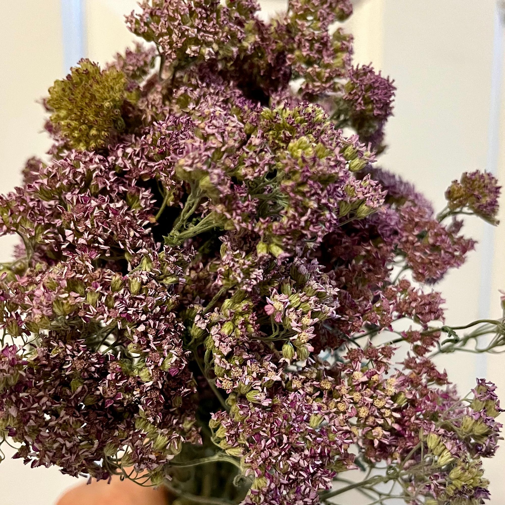 ACHILLEA millefolium