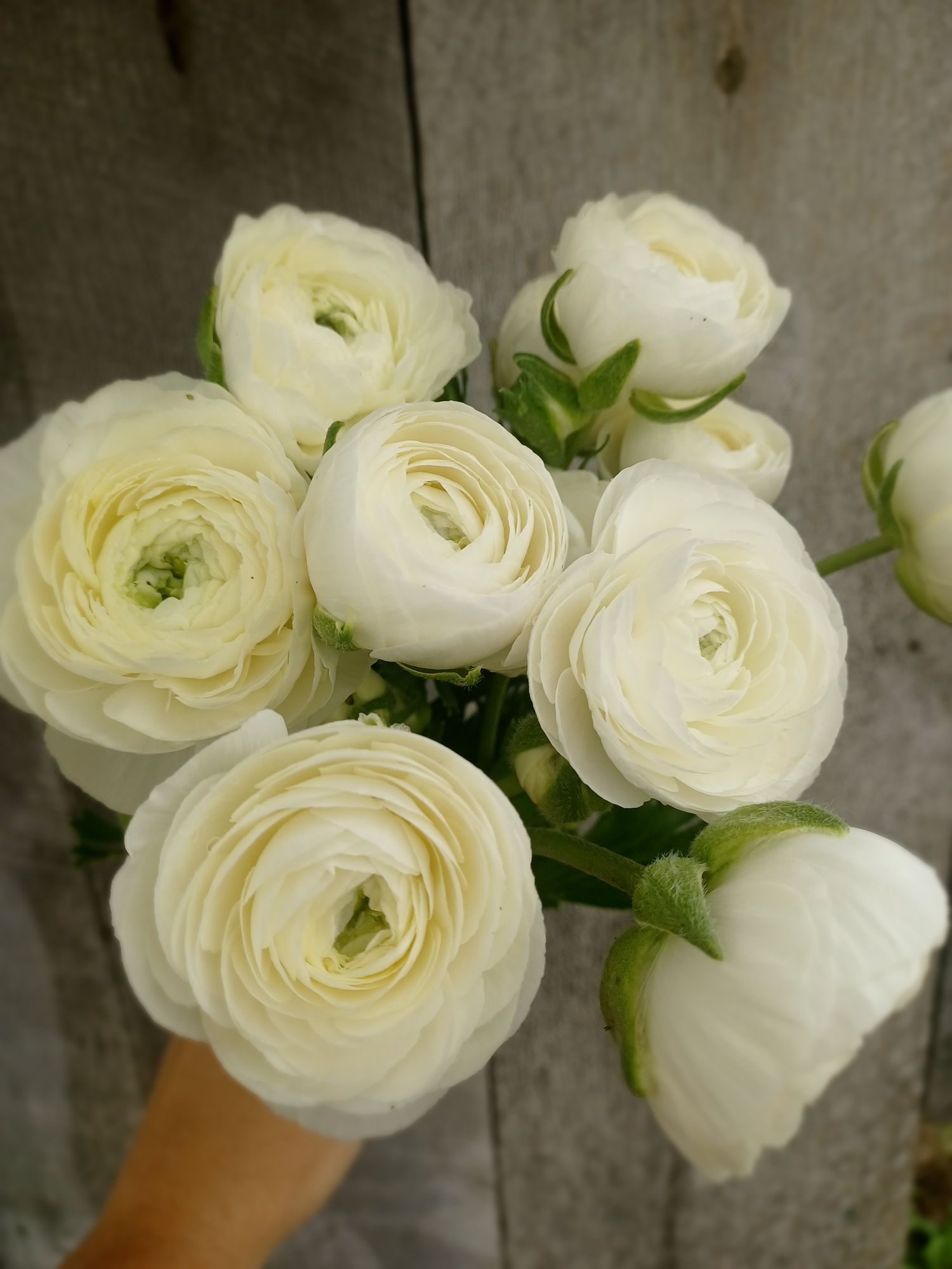 RANUNCULUS Amandine White