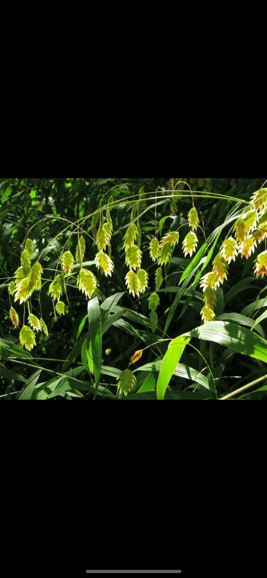 CHASMANTHIUM latifolium