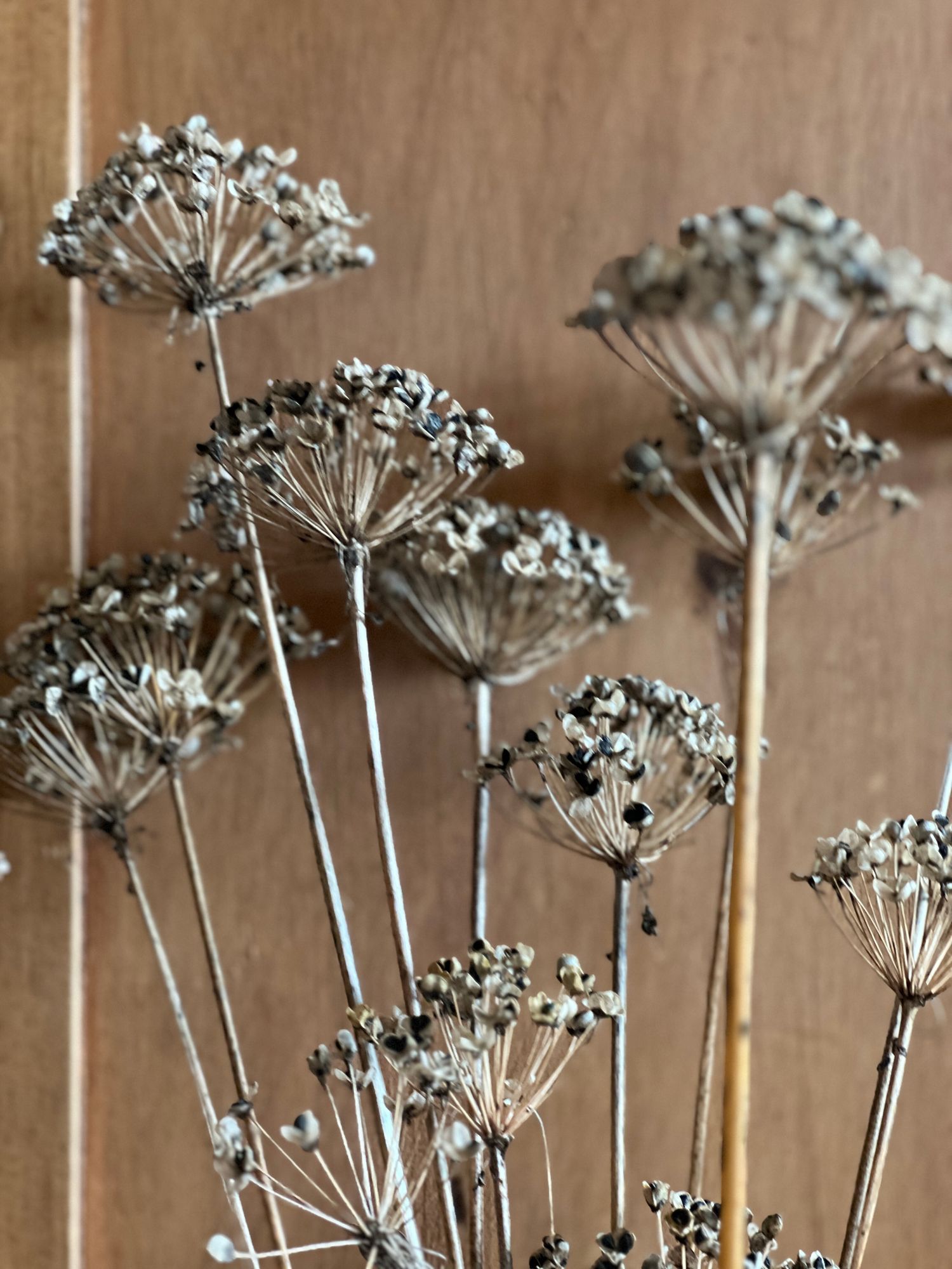 ALLIUM tuberosum