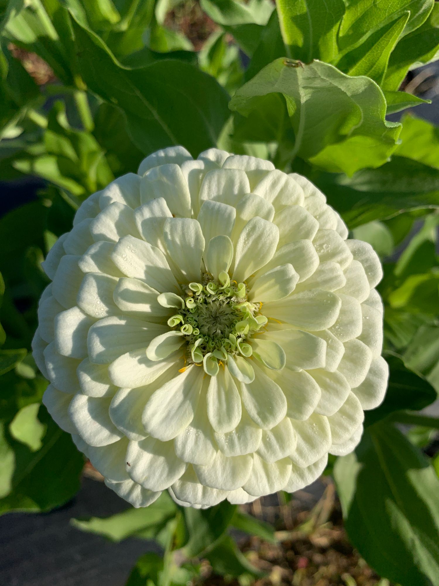 ZINNIA elegans Benarys Giant