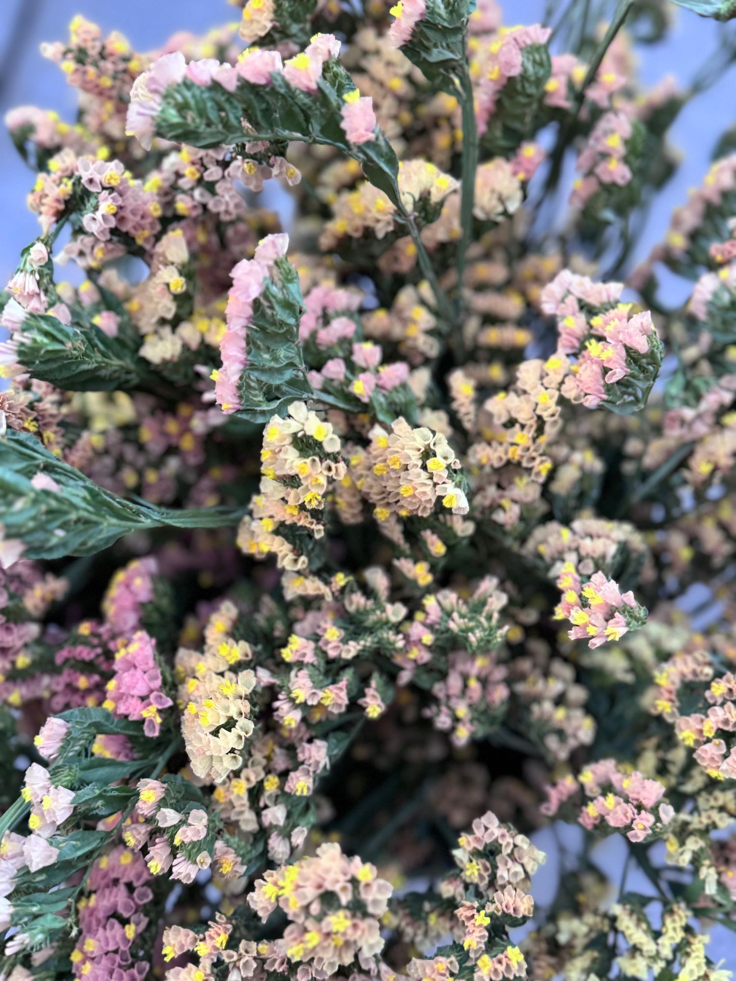 LIMONIUM sinuatum Apricot Beauty