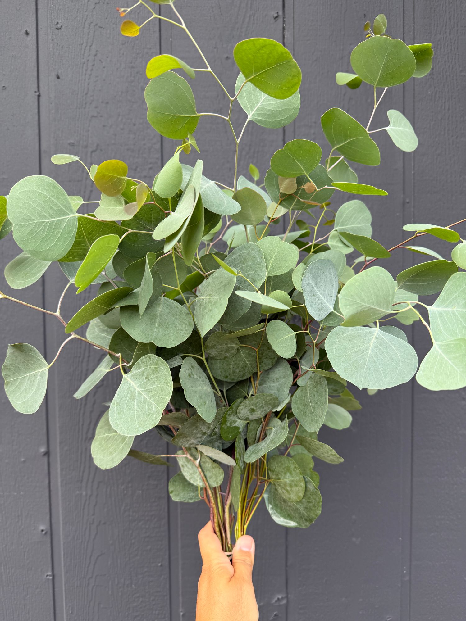 EUCALYPTUS polyanthemos