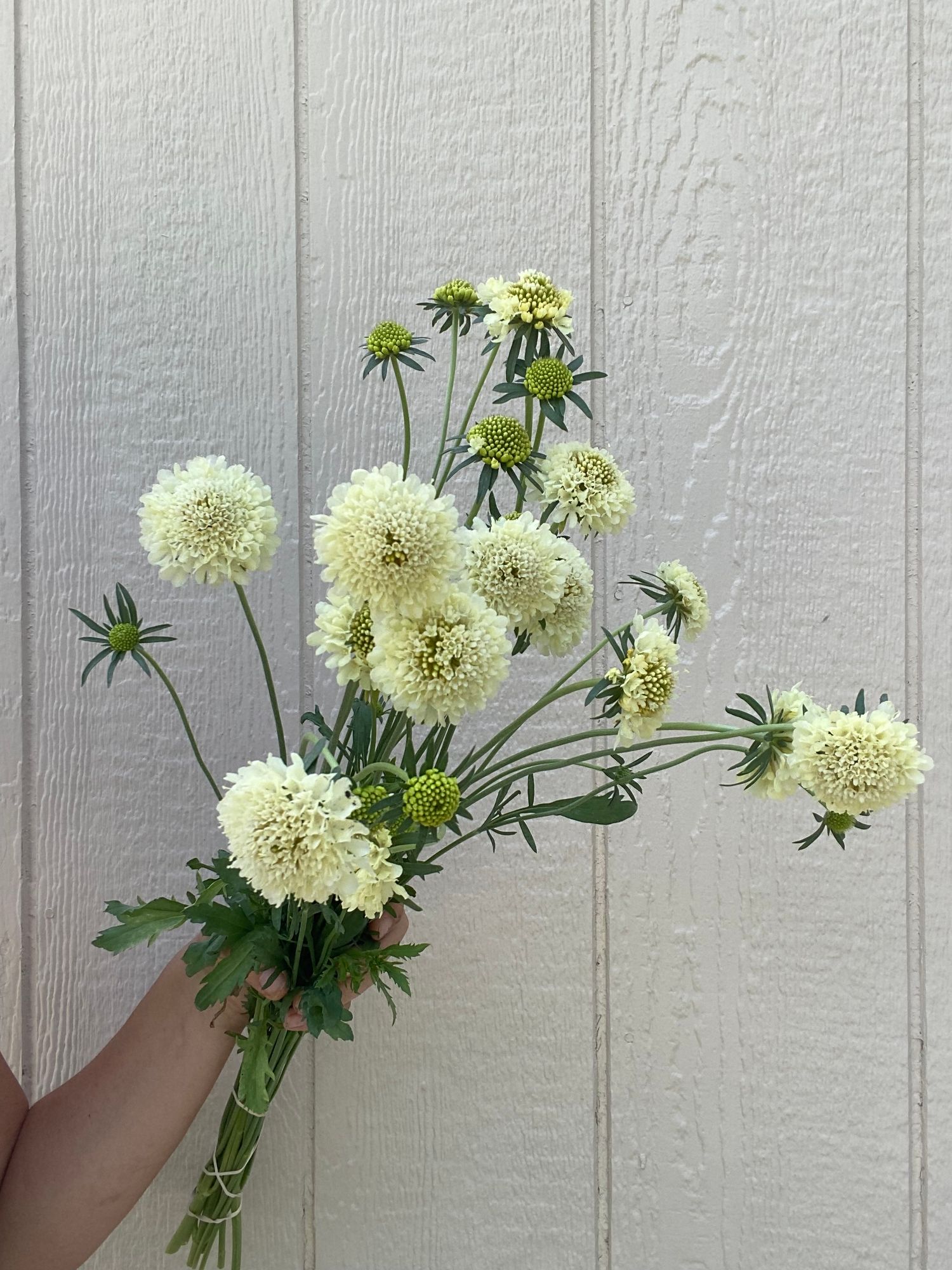 SCABIOSA atropurpurea x caucasica Scoop Banana