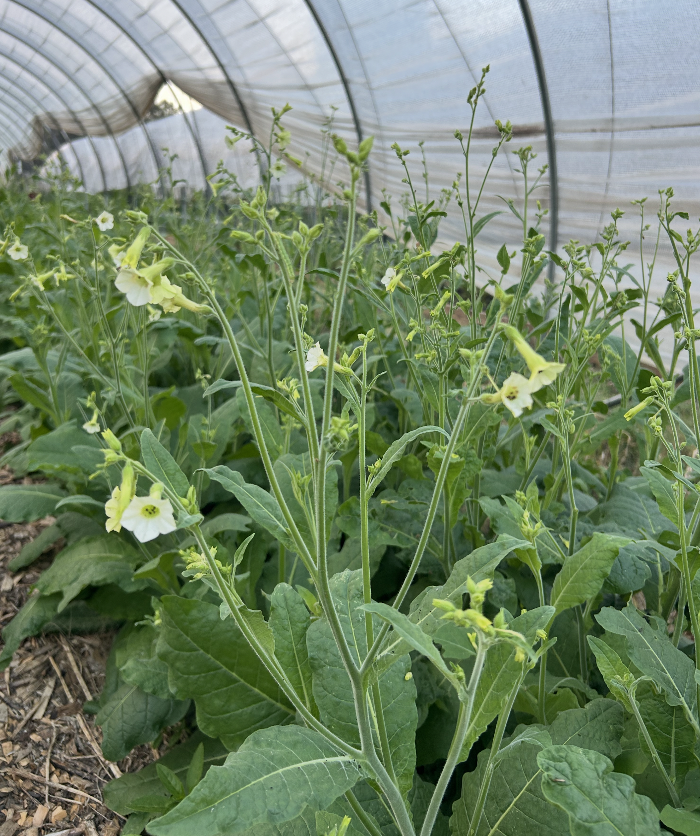 NICOTIANA x hybrida Starlight Dancer