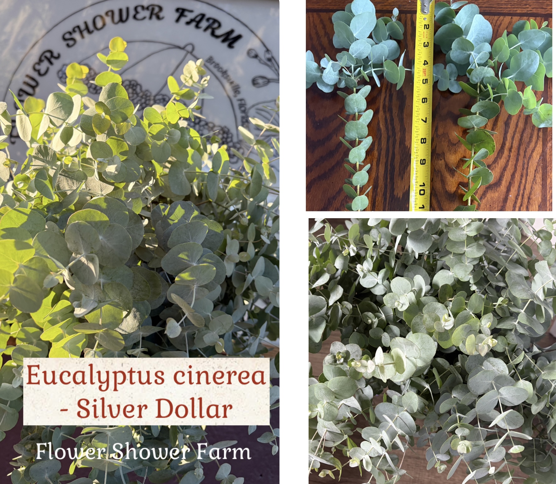 EUCALYPTUS cinerea