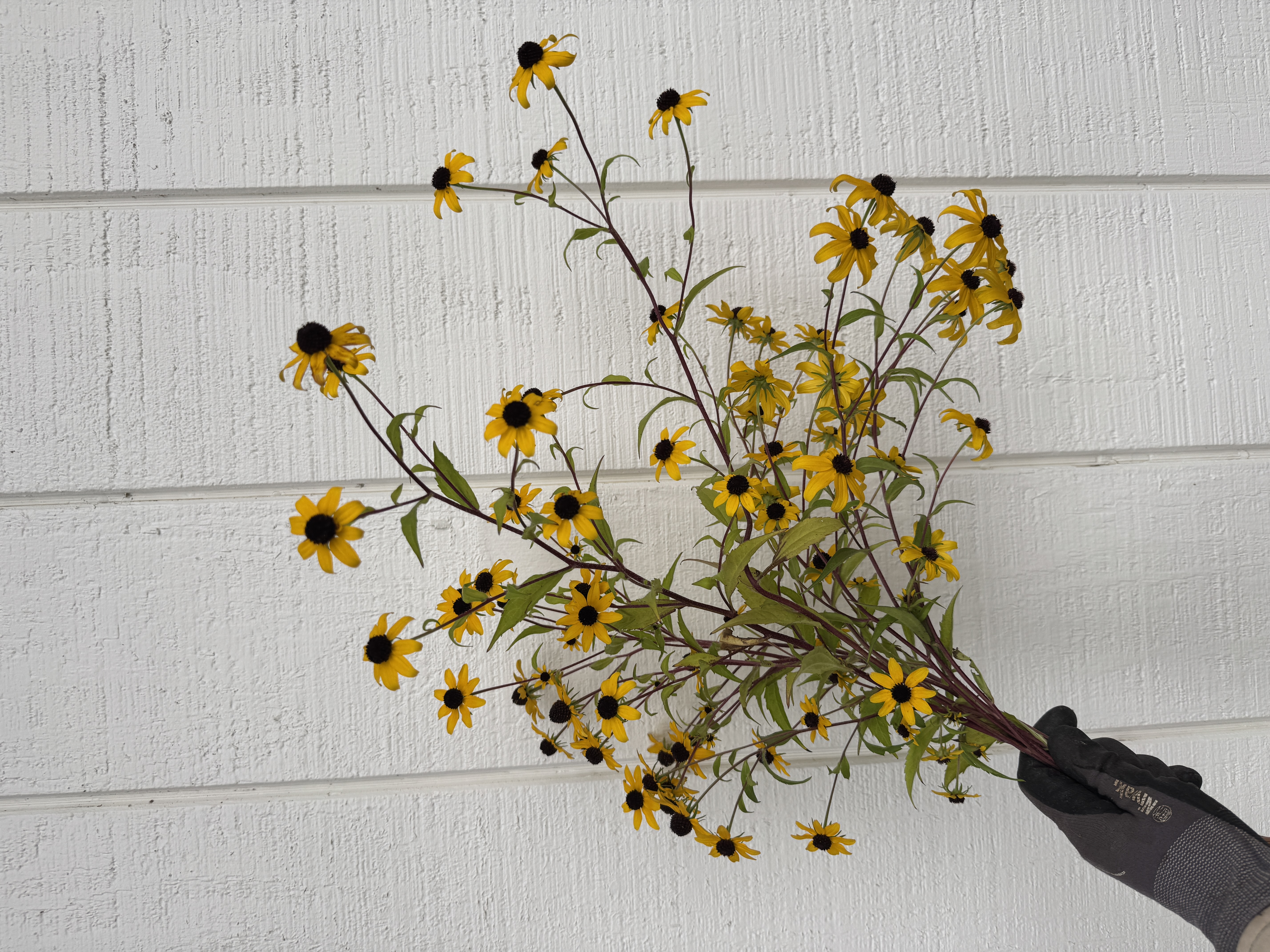 RUDBECKIA triloba