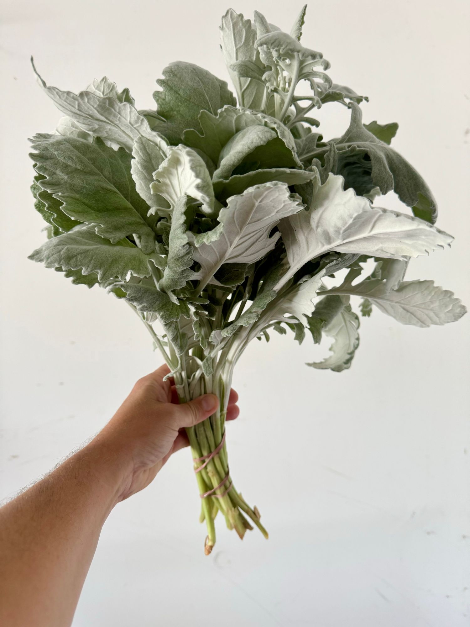 SENECIO cineraria New Look