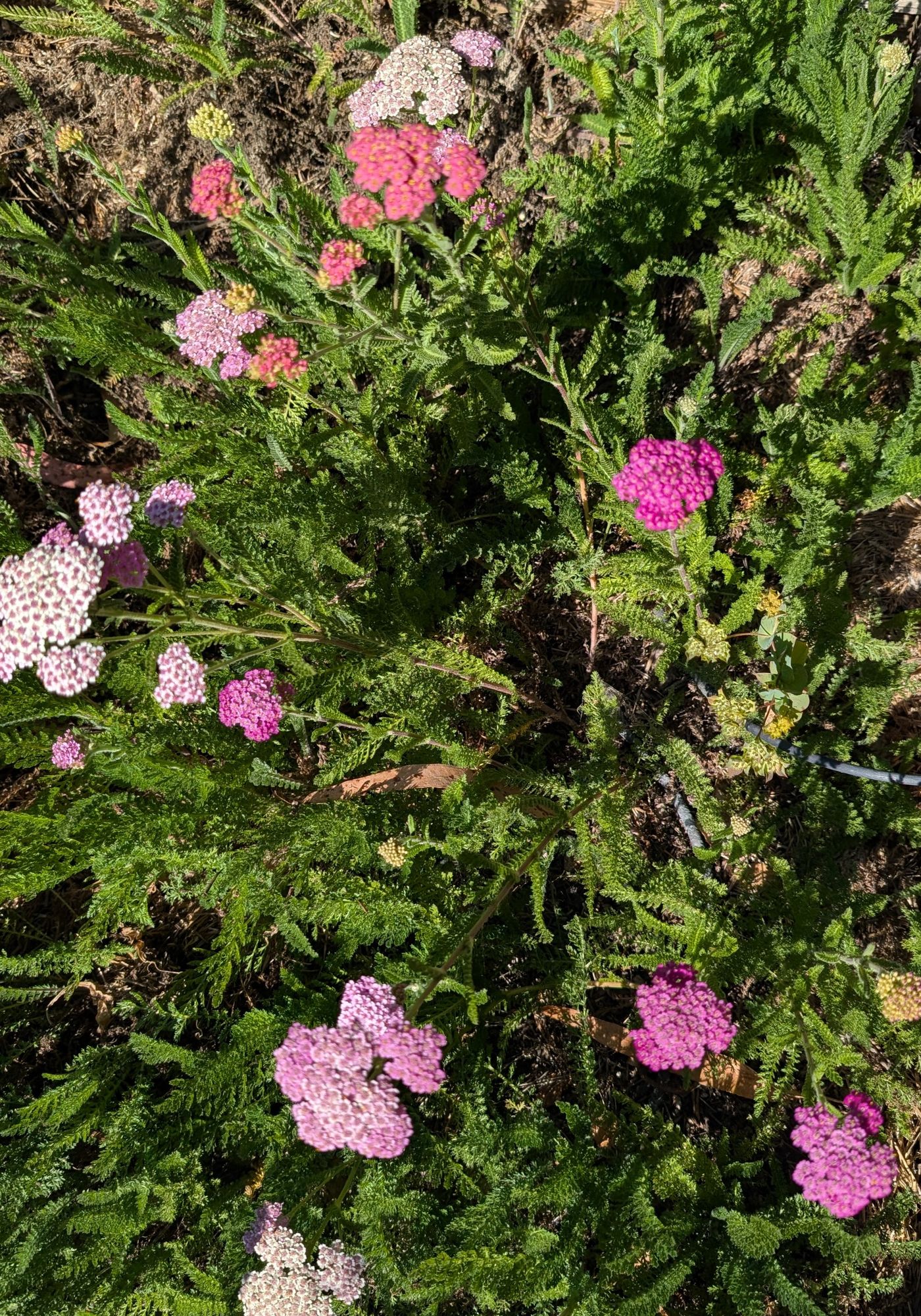 ACHILLEA millefolium Summer Pastels