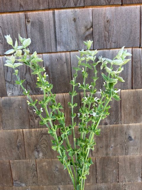 SALVIA horminum