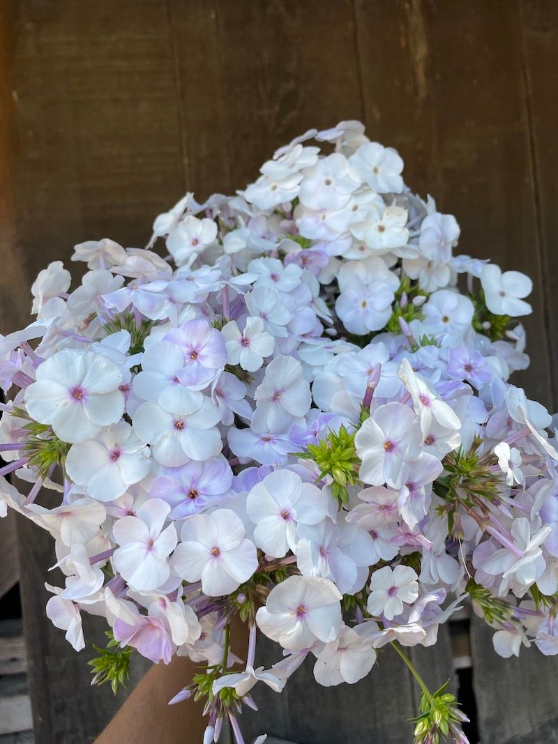 PHLOX paniculata Fashionably Early Lavender Ice