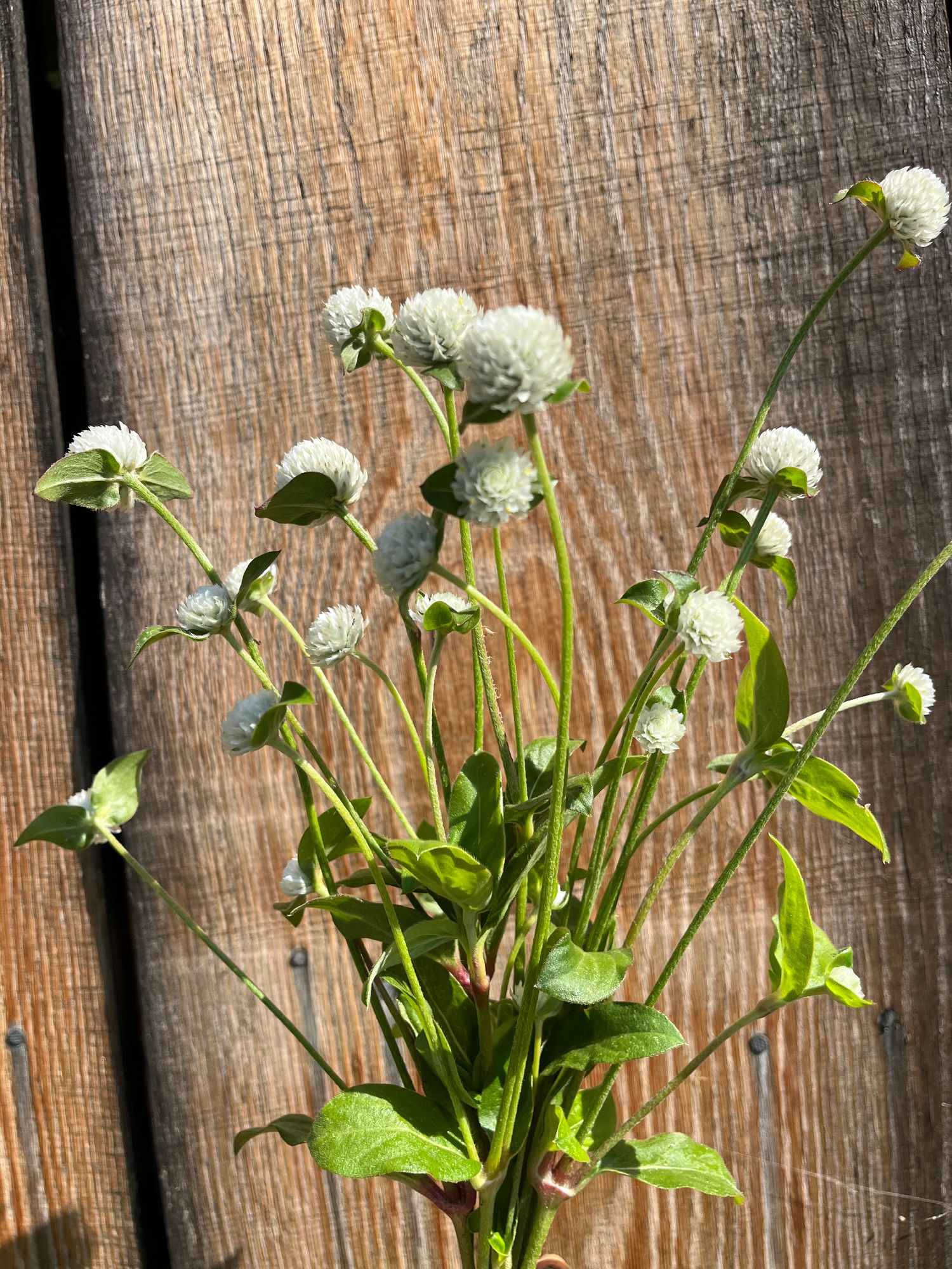 GOMPHRENA haageana QIS