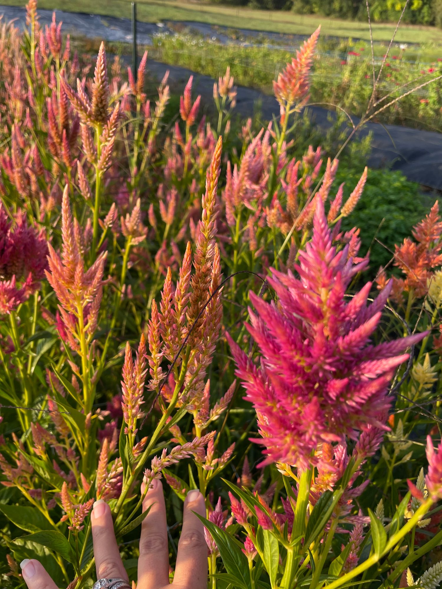 CELOSIA argentea