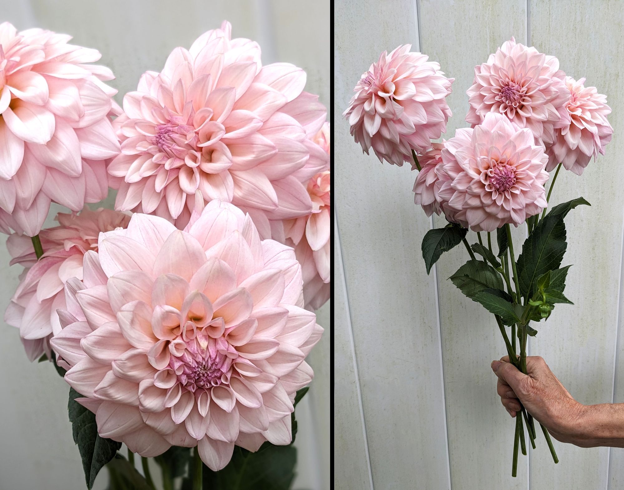DAHLIA KA Mocha Jake