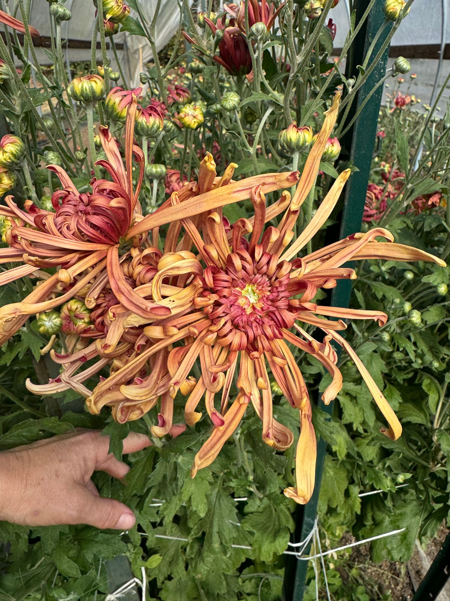 CHRYSANTHEMUM x Mocha
