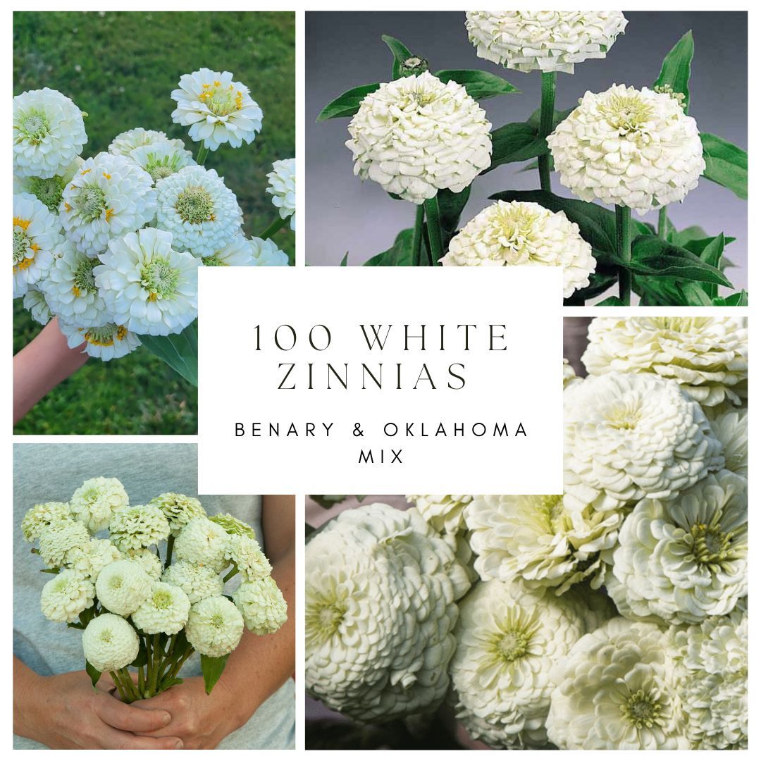100 White Zinnias