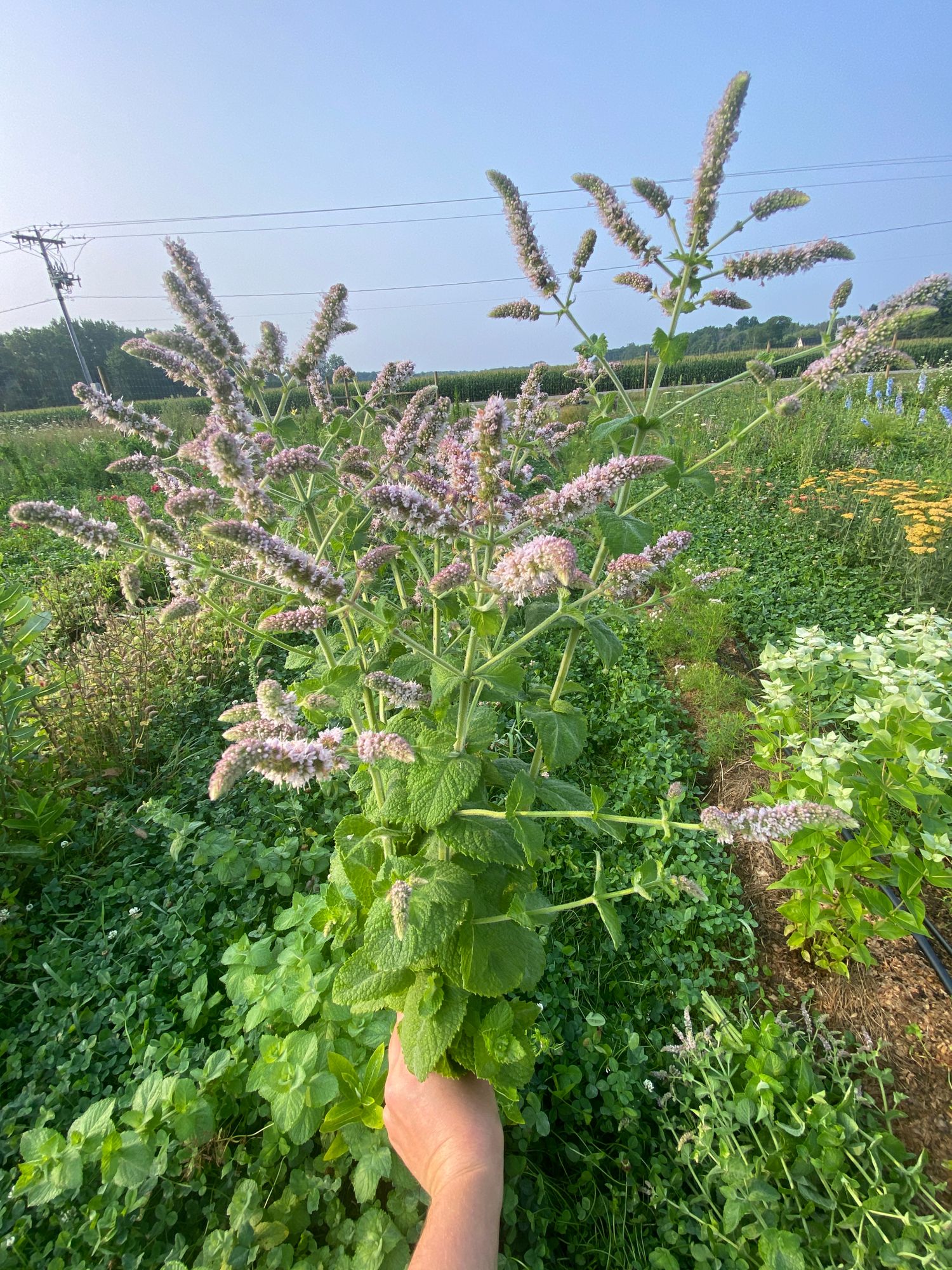 MENTHA suaveolens